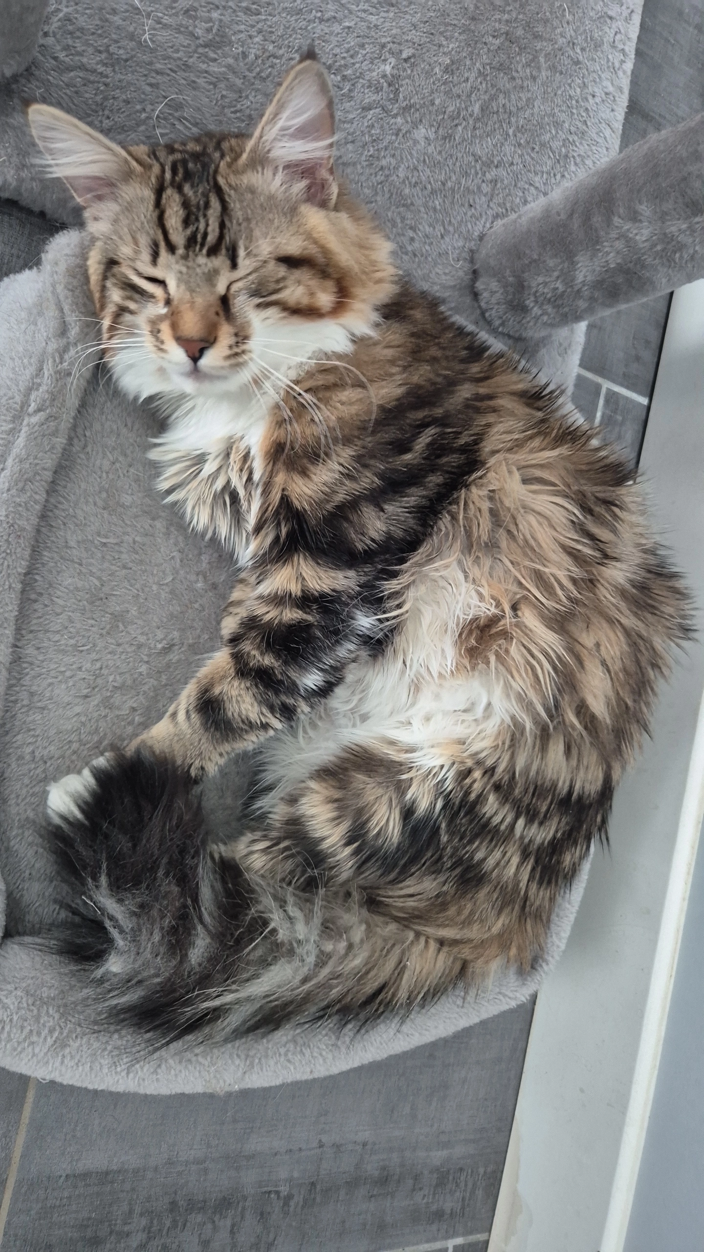 Maymun - 3 Allée de la Liberté, Chantraine