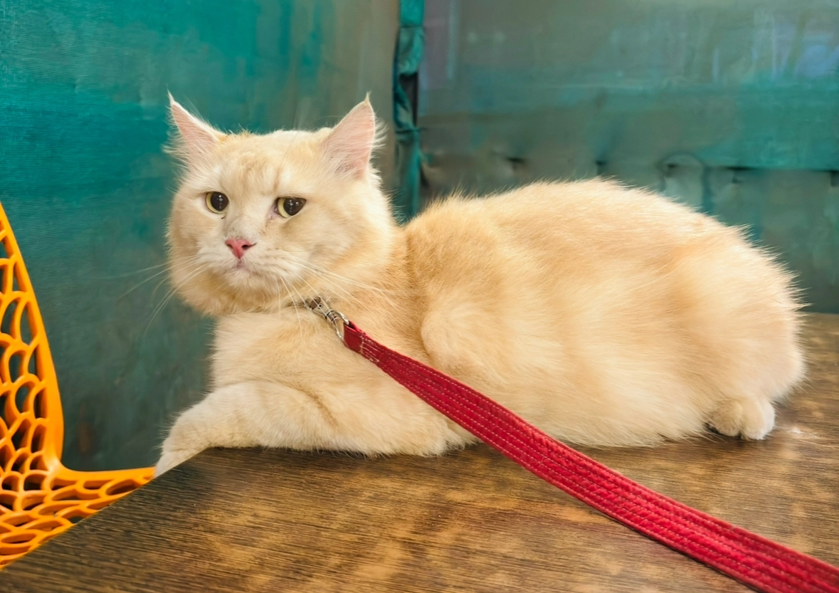 Goldy - Sh 54, Panvel