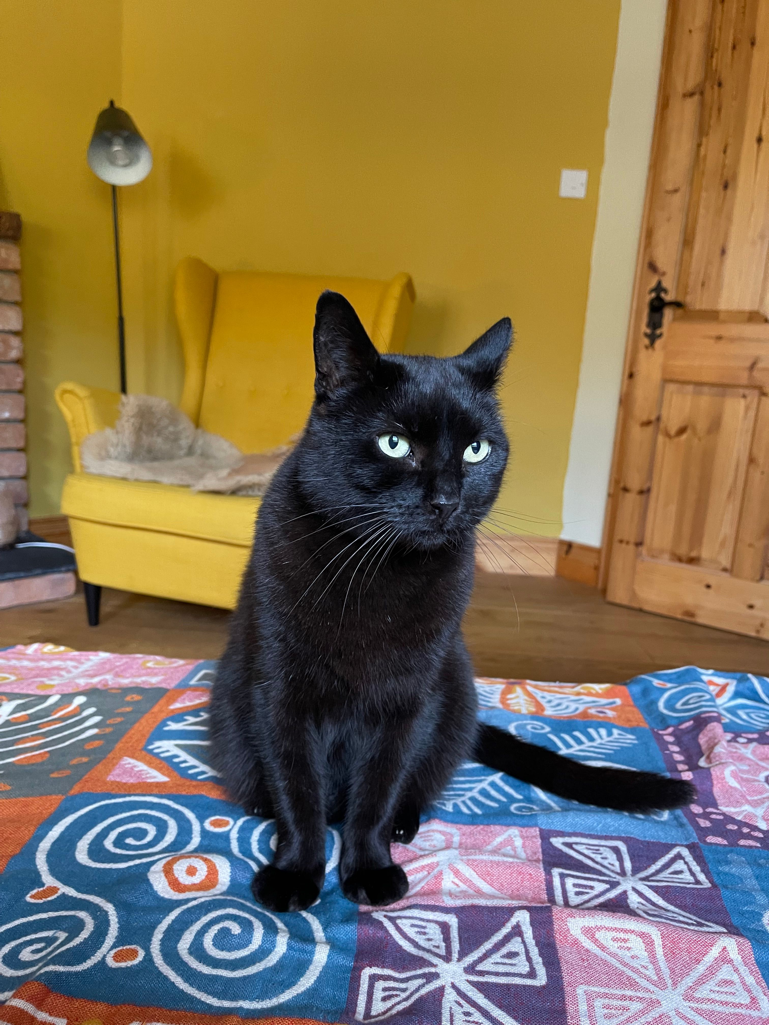 Oscar - Gorteen, Barronstown