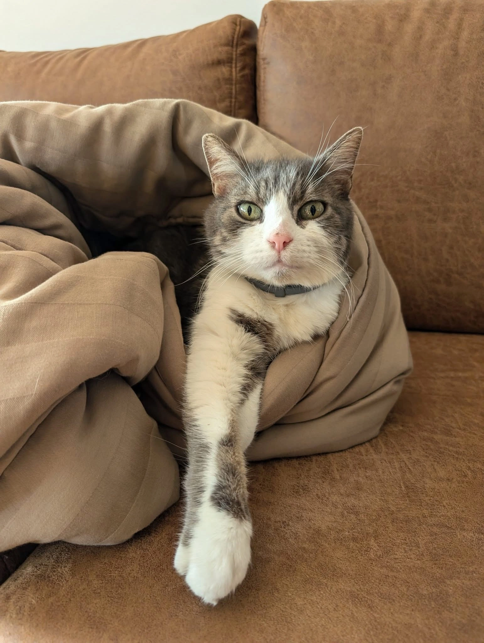 Cookies - Rue du Ronquoy 43, Antoing