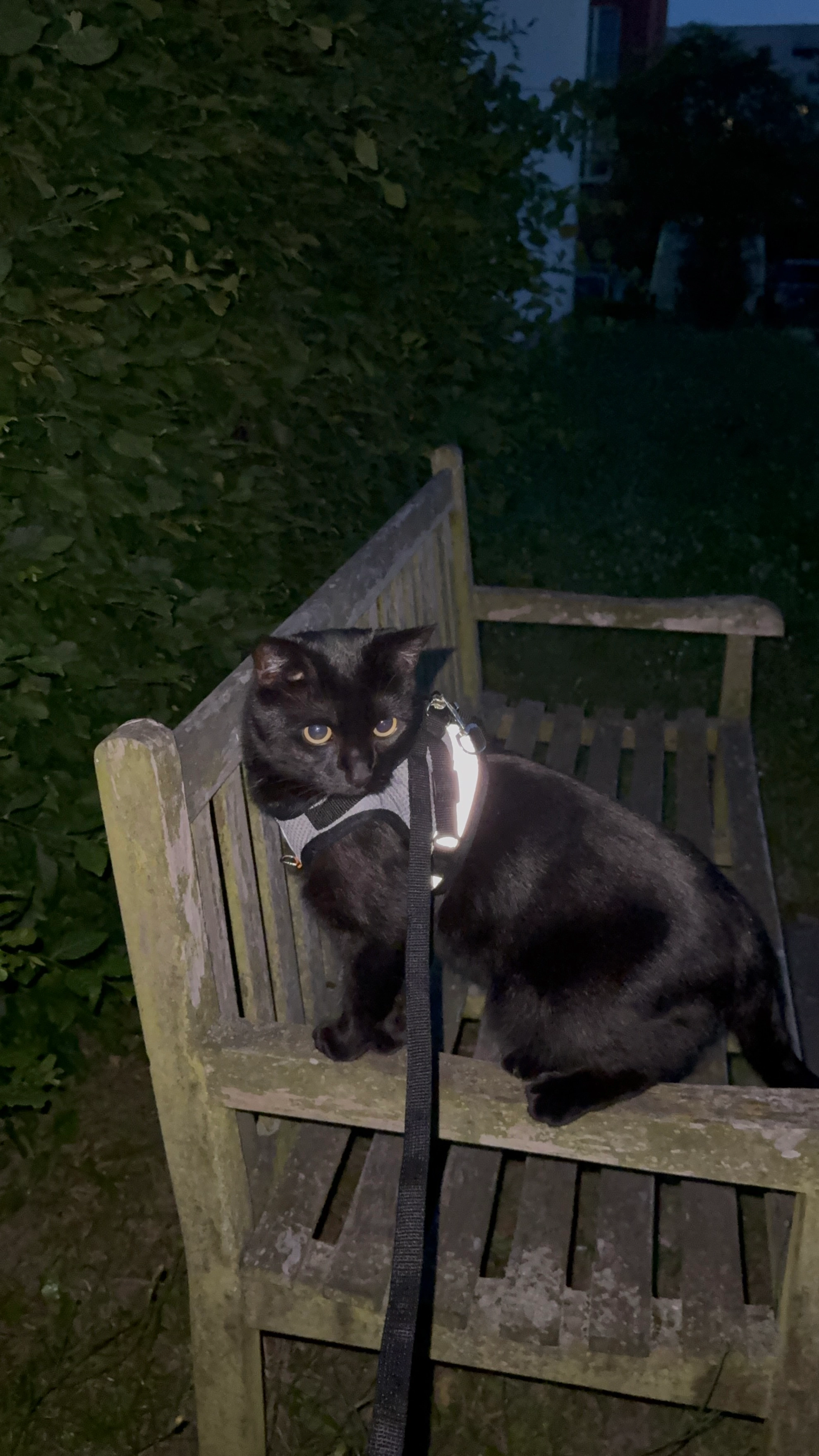 Krümmel  - Elfriede-Kuhr-Straße, Berlin