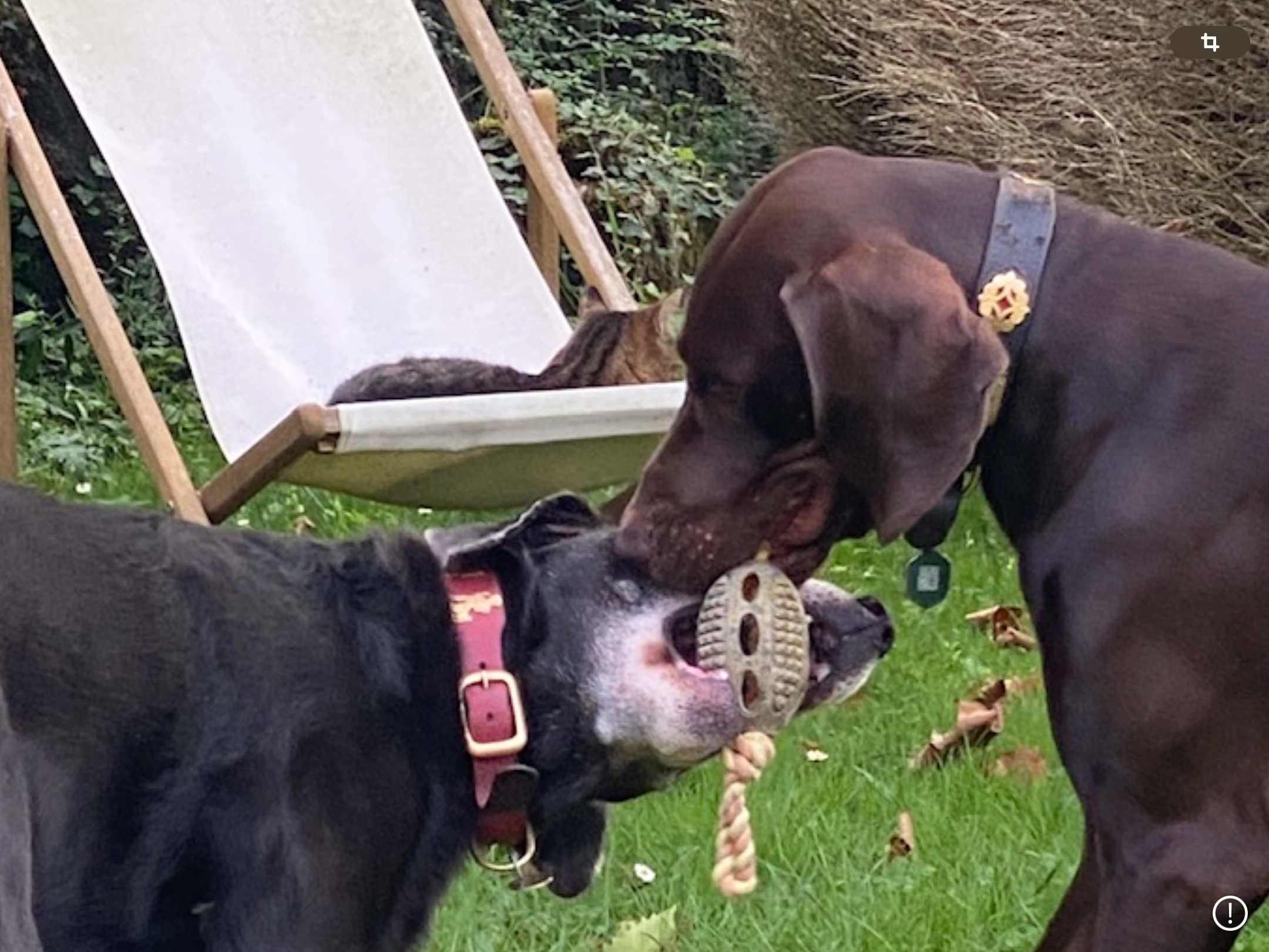 Rio et Youri - Chemin De Aulnay Sous Boësses, Boësses