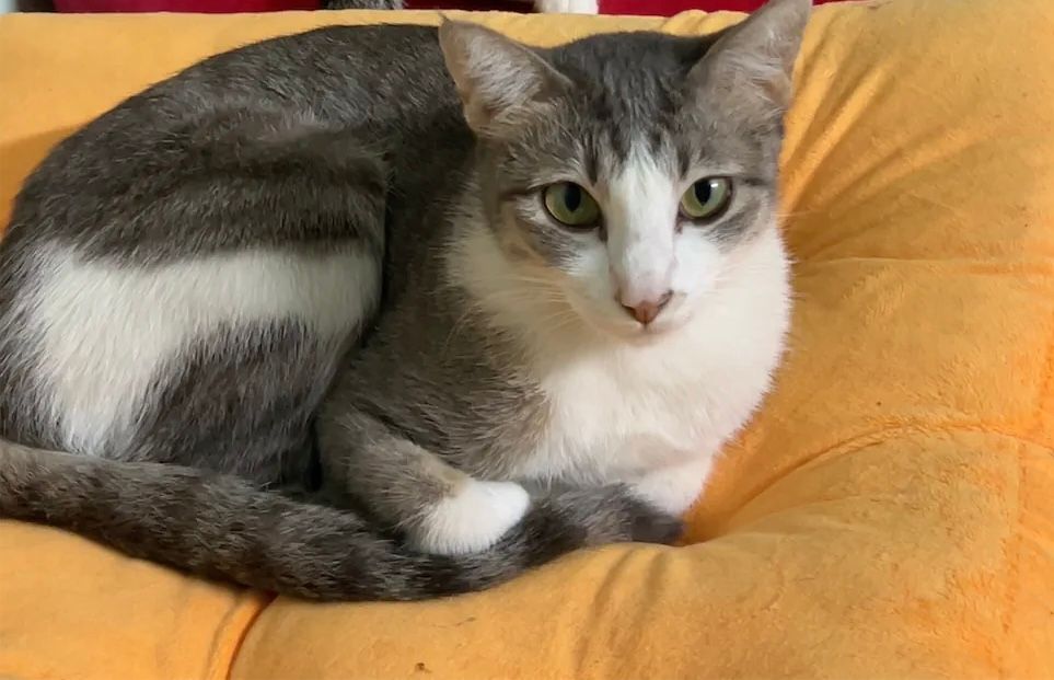 Lớn - Hẻm Số 9 Phùng Chí Kiên, Hồ Chí Minh