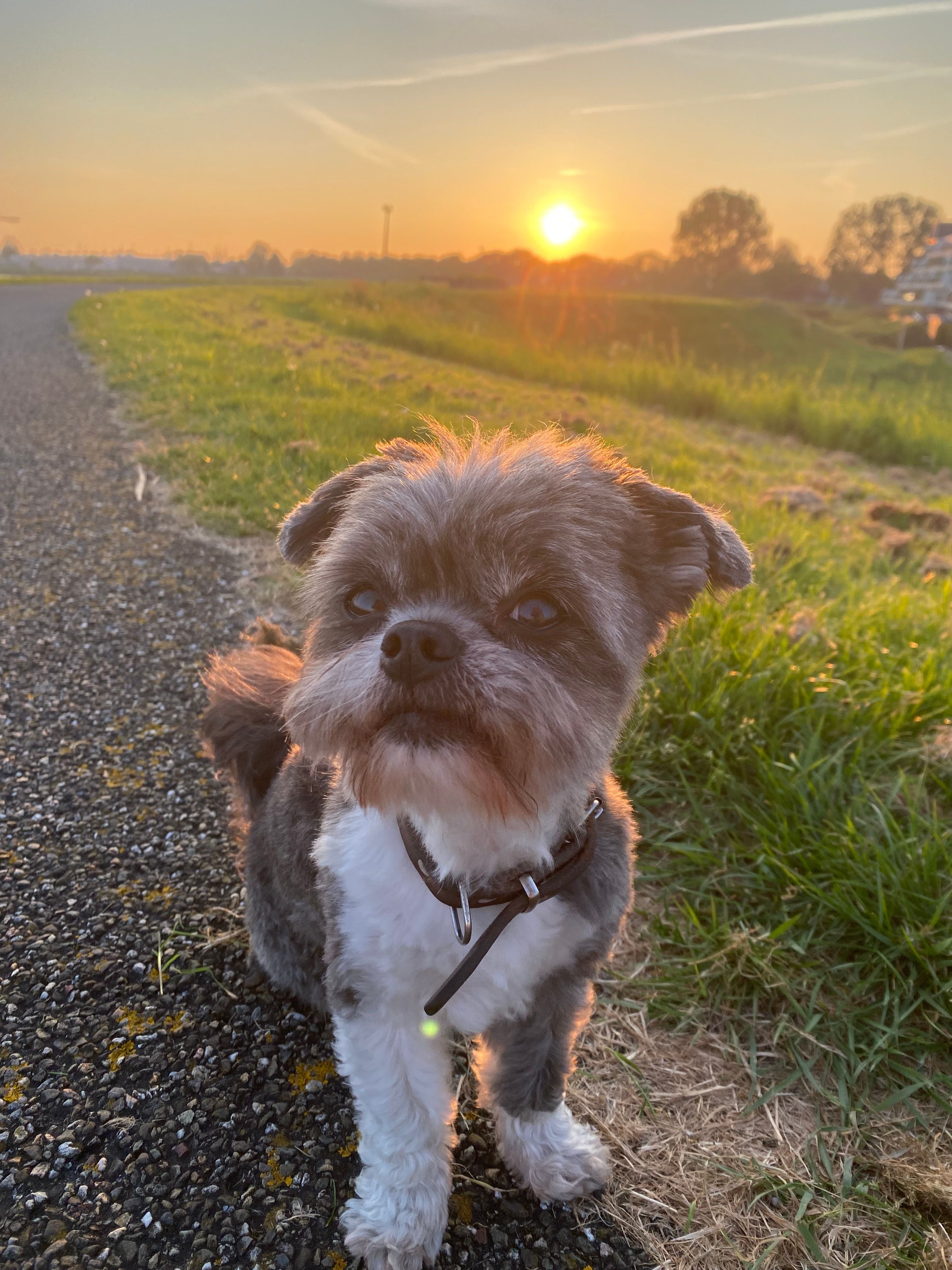 Milo - Struytse Hoeck, Hellevoetsluis