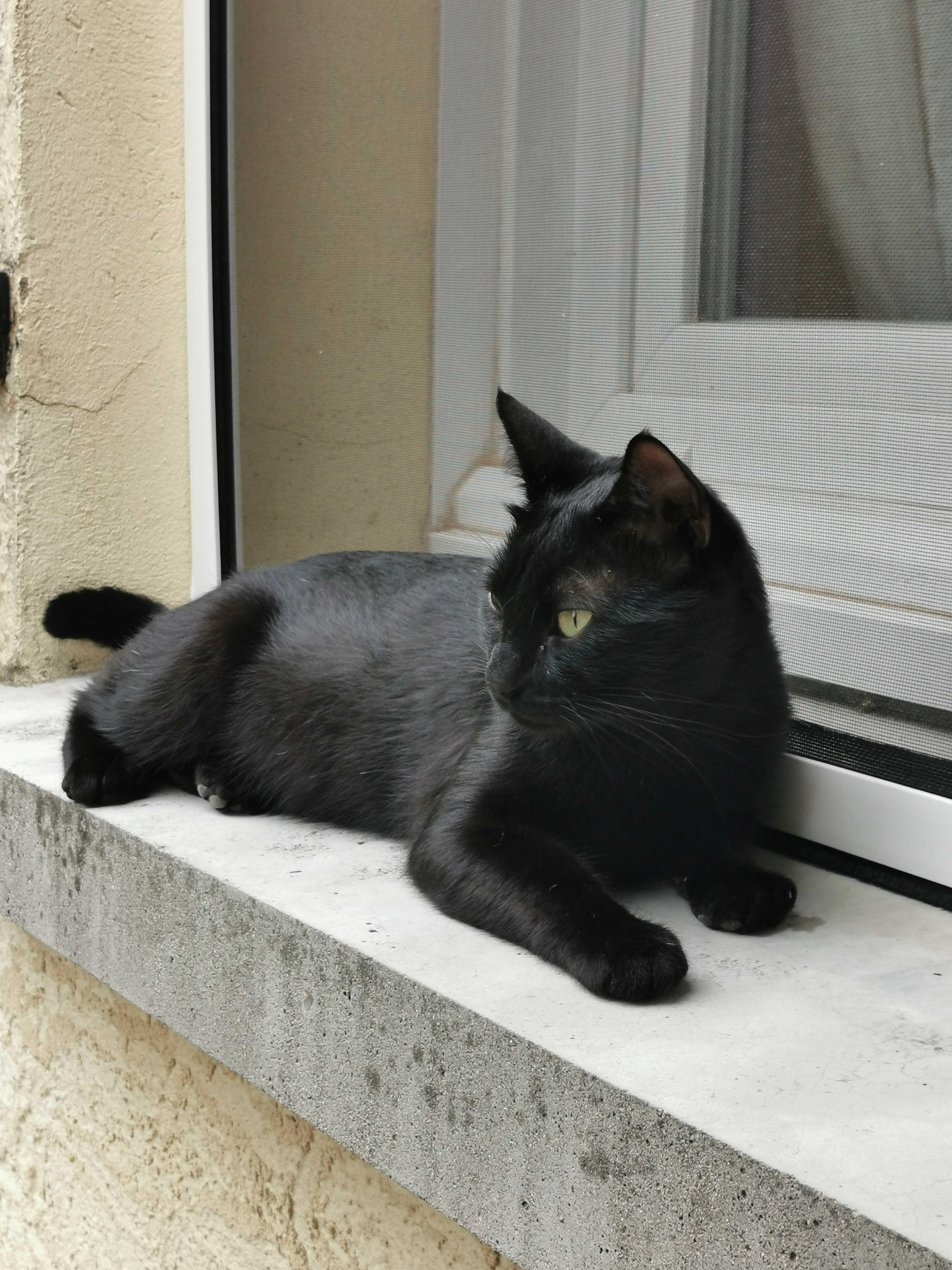 Baloo - Chemin Des Blancs, Saint-Étienne-de-Fontbellon