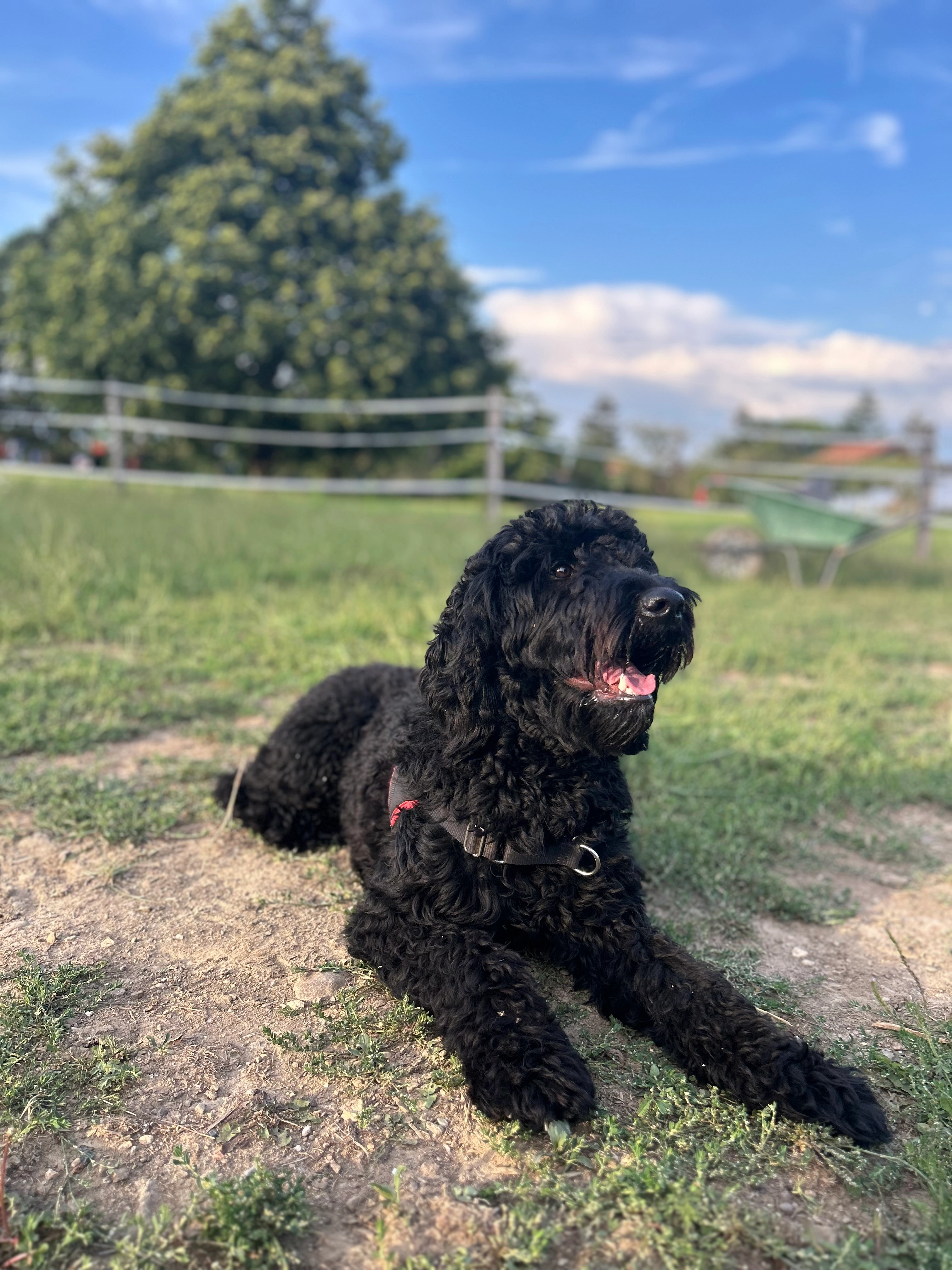 Baskia  - Rue du Grand Bureau, Carouge