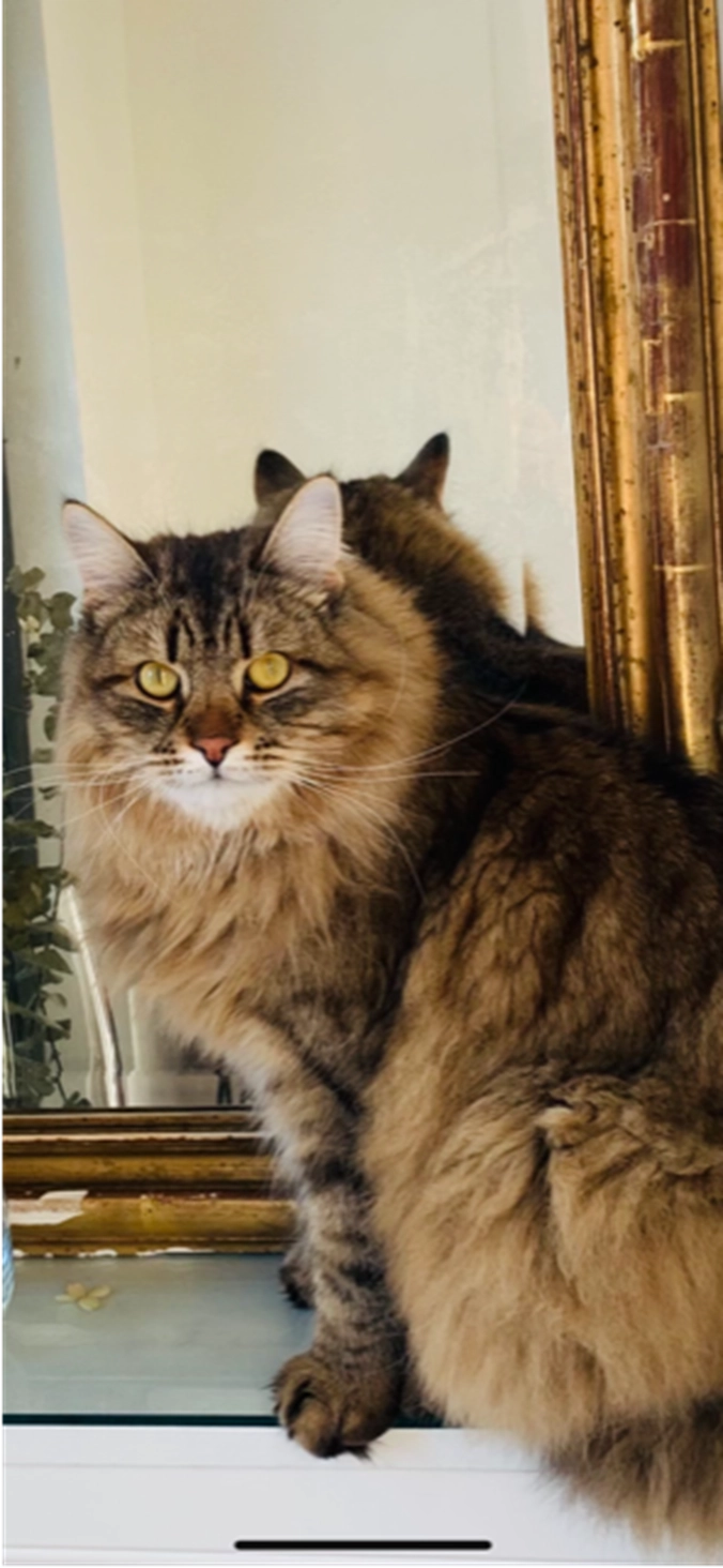 Cashmere - François Maelsonstraat, Den Haag