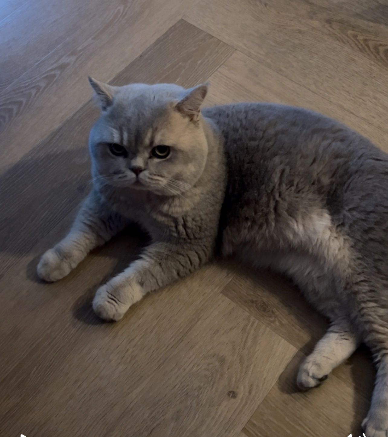 Paşam - Wilhelmus Peekhof, Odijk