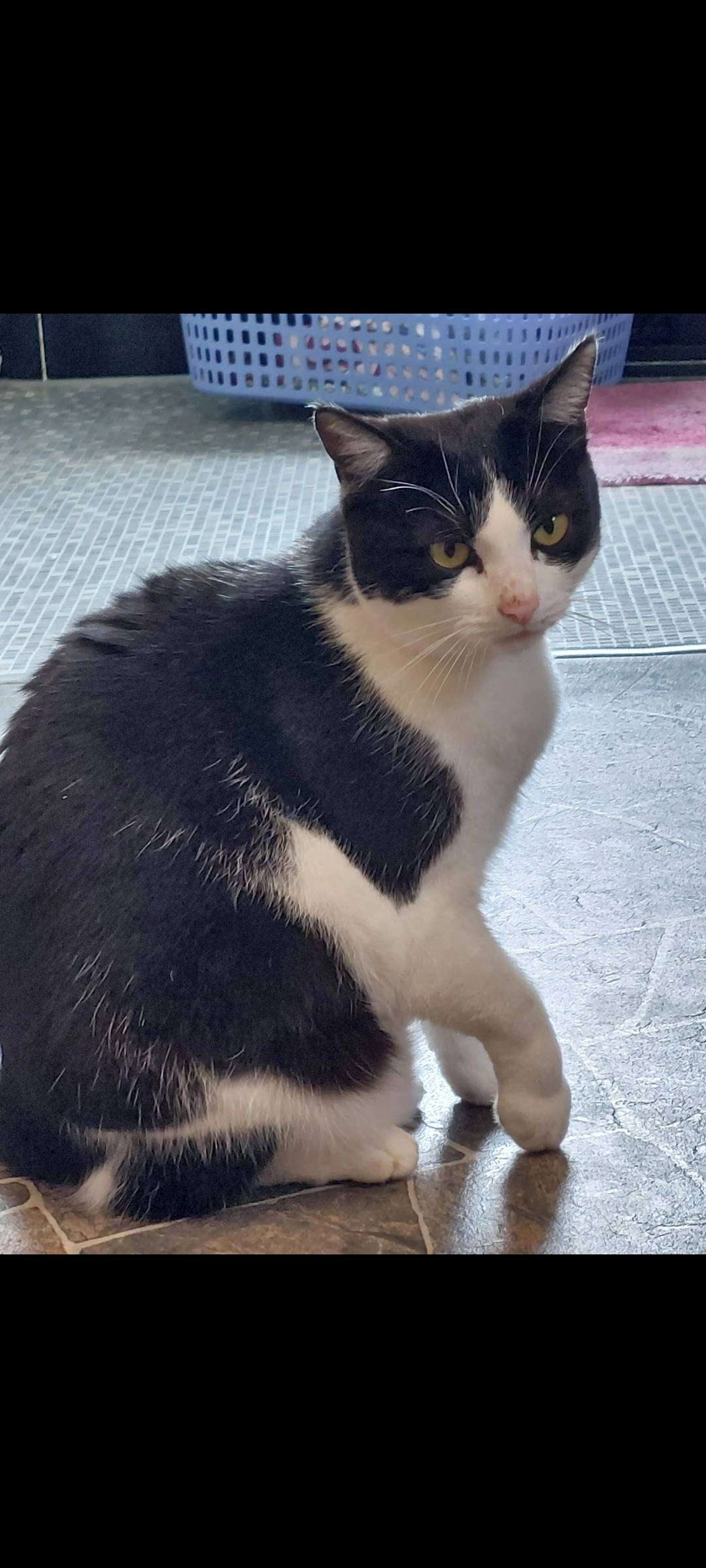 Maggie - Sersheimer Straße, Sachsenheim