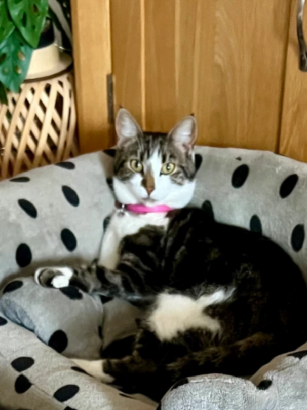 Zoe - London Road, Aylesford