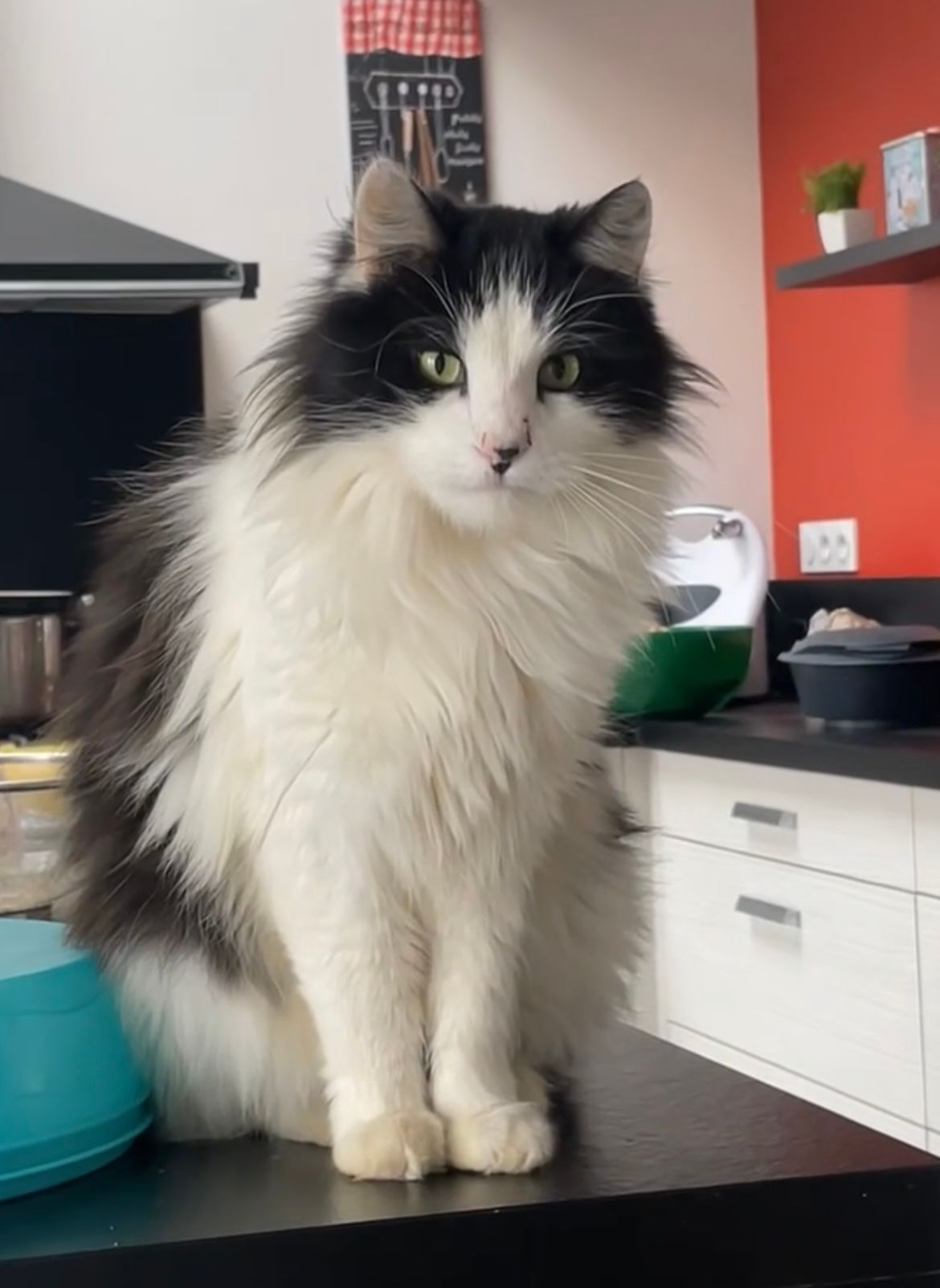 Timon - 902 Chemin de la Reculée, Montrevault-sur-Èvre