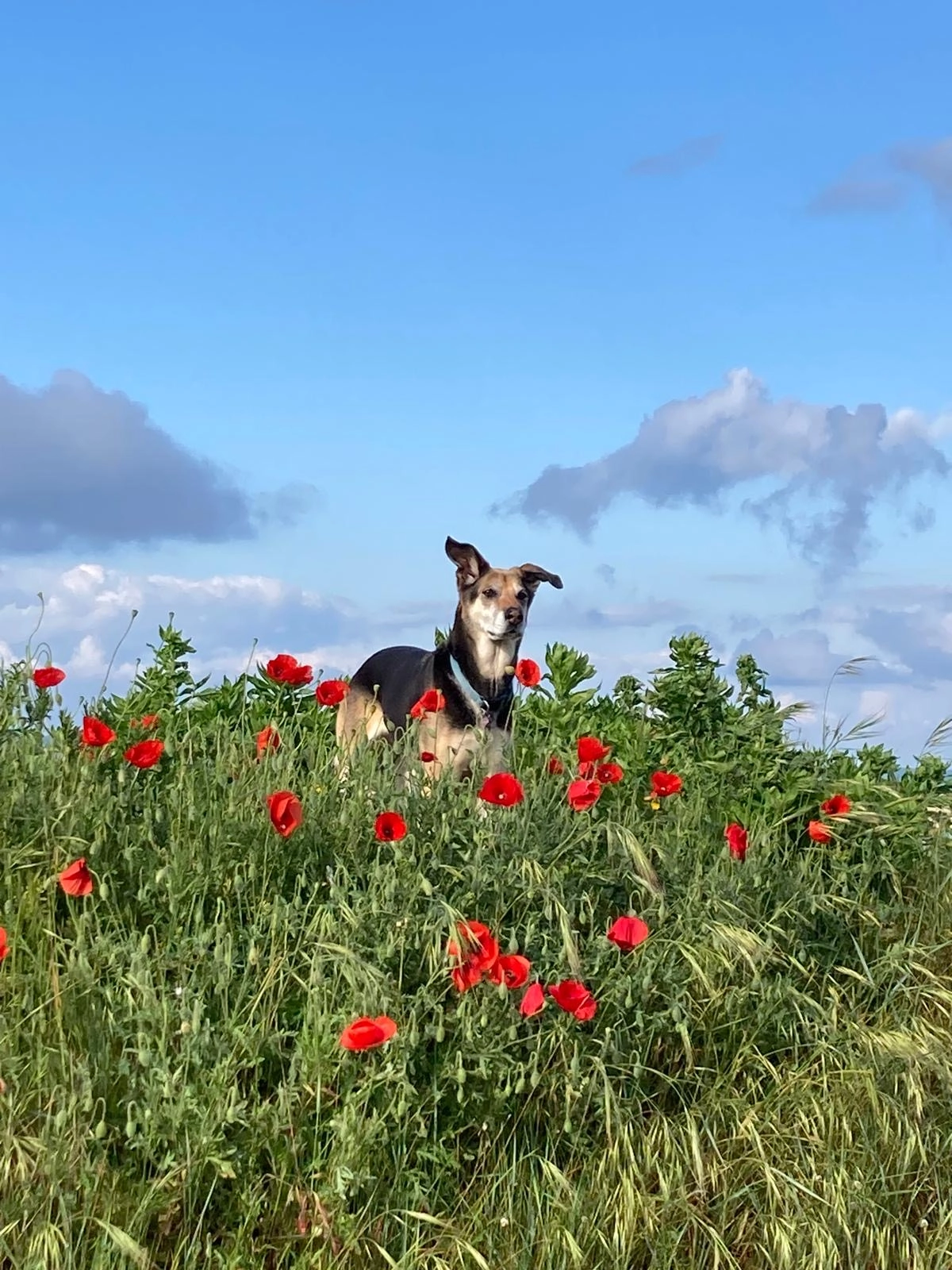 Dalia - La Prise des Mathes, Les Mathes