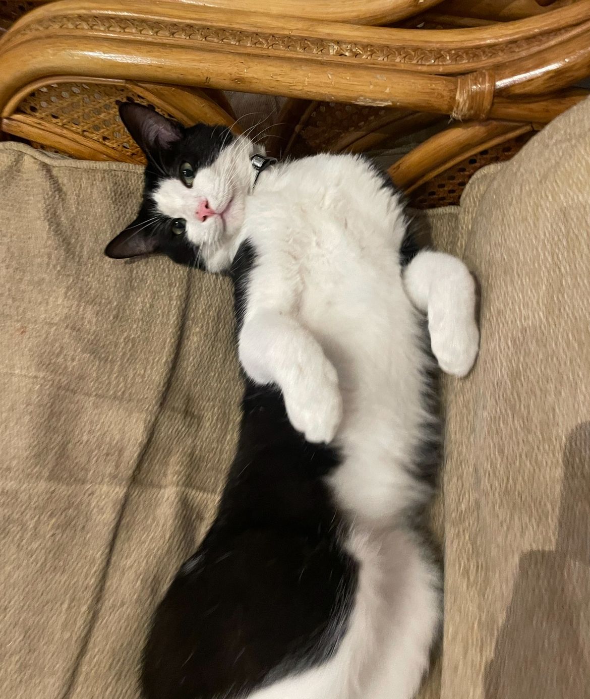 Vasiliy - Shepherds Walk, Whitstable