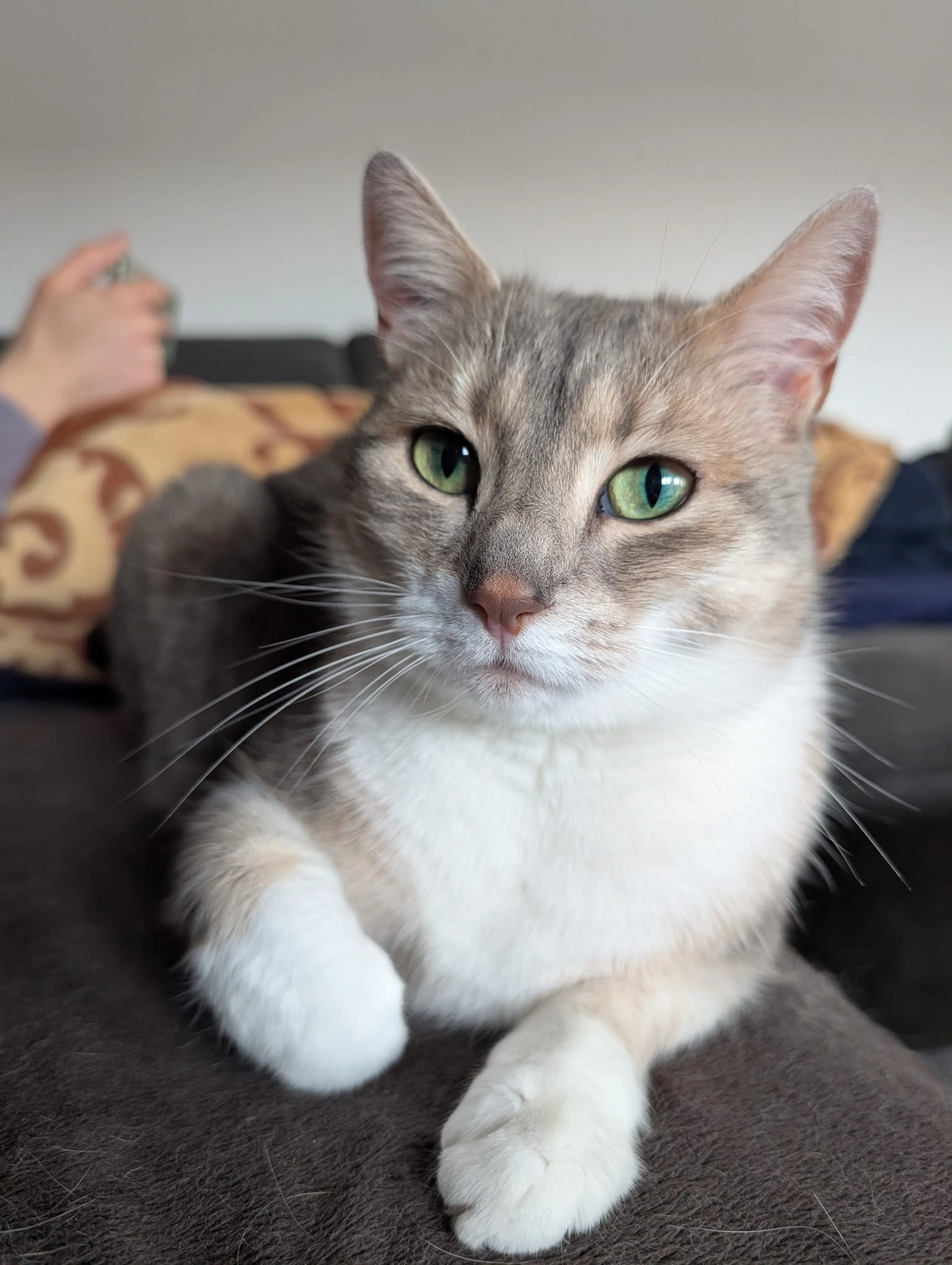 IZZY - Schillerstraße, Norderstedt