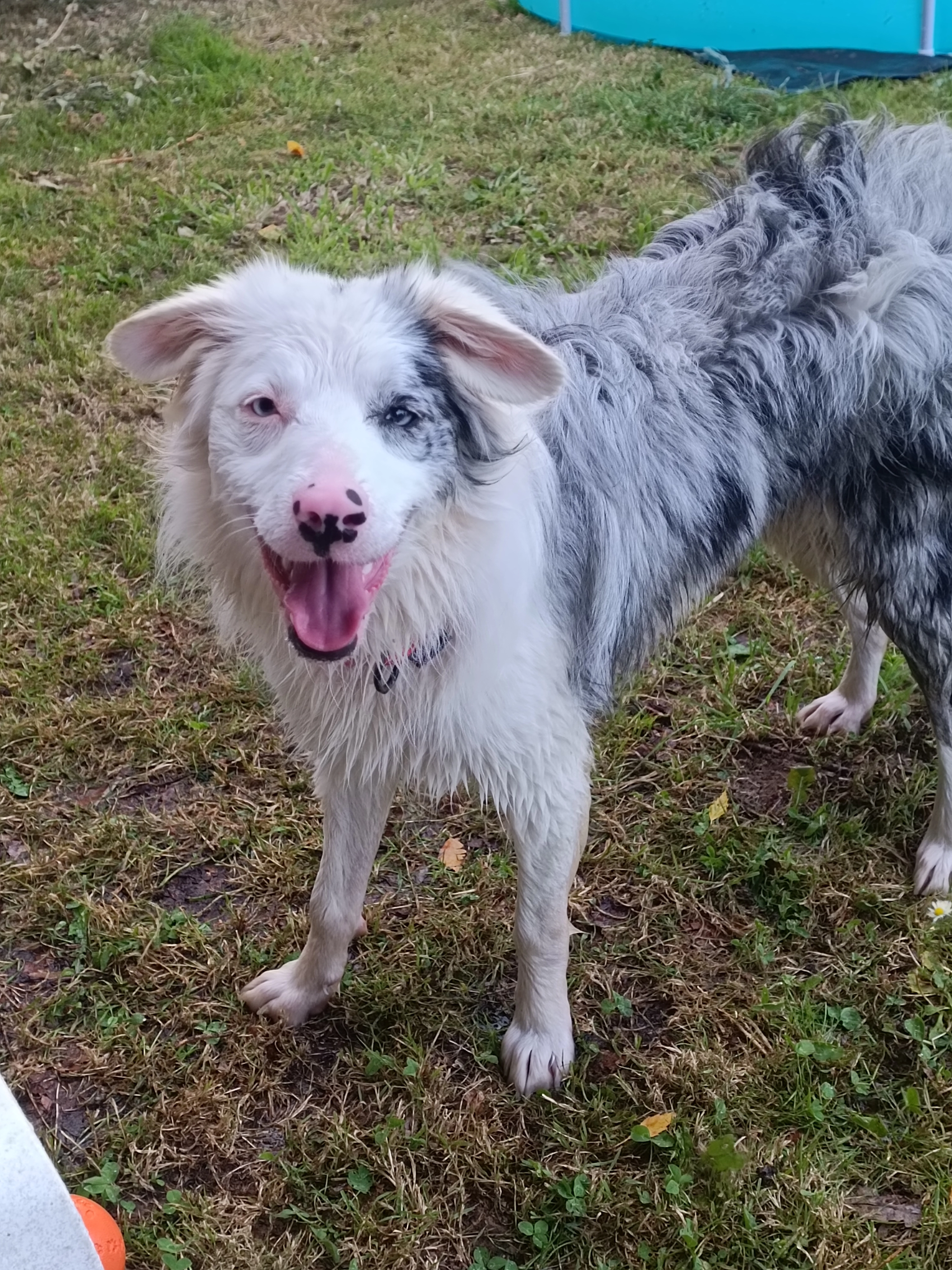 Vicky  - Route du Moulin Blanc - Kerfelès, Mellac