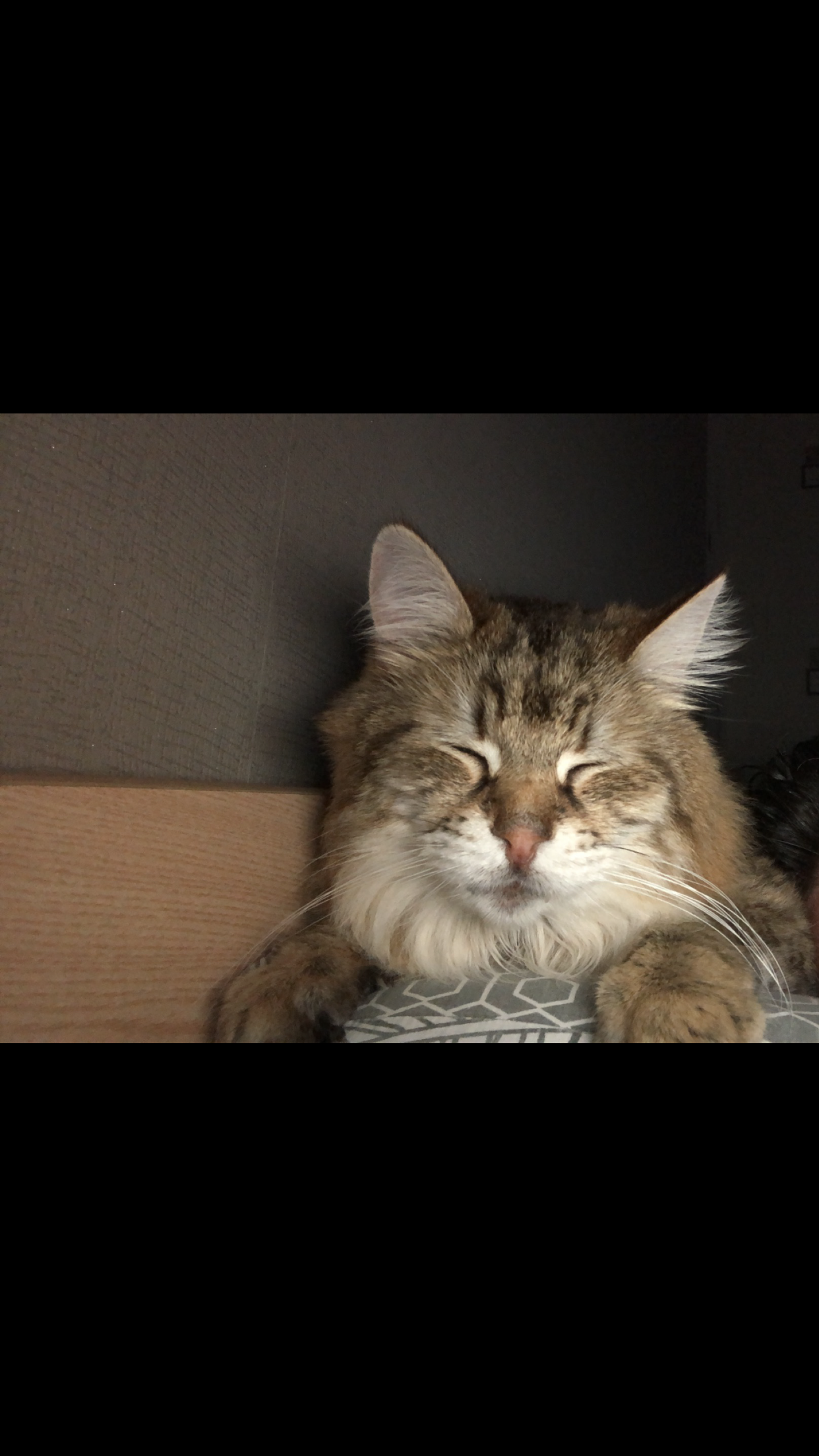 Titi - 7 Rue des Jonquilles, Onet-le-Château