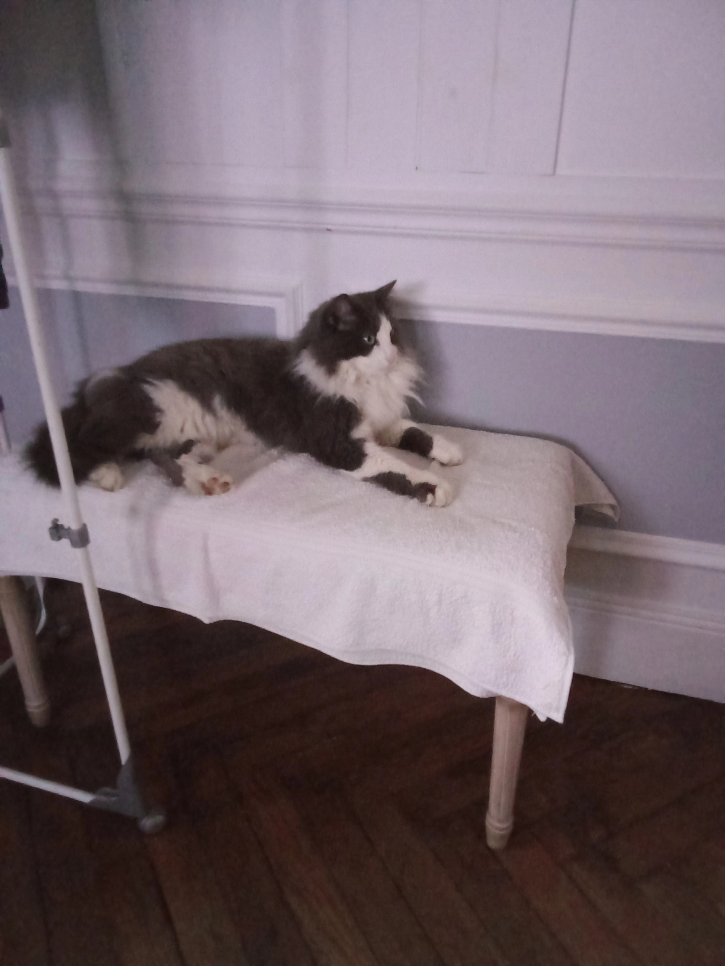 Shelby  - Rue D'elbeuf, Rouen