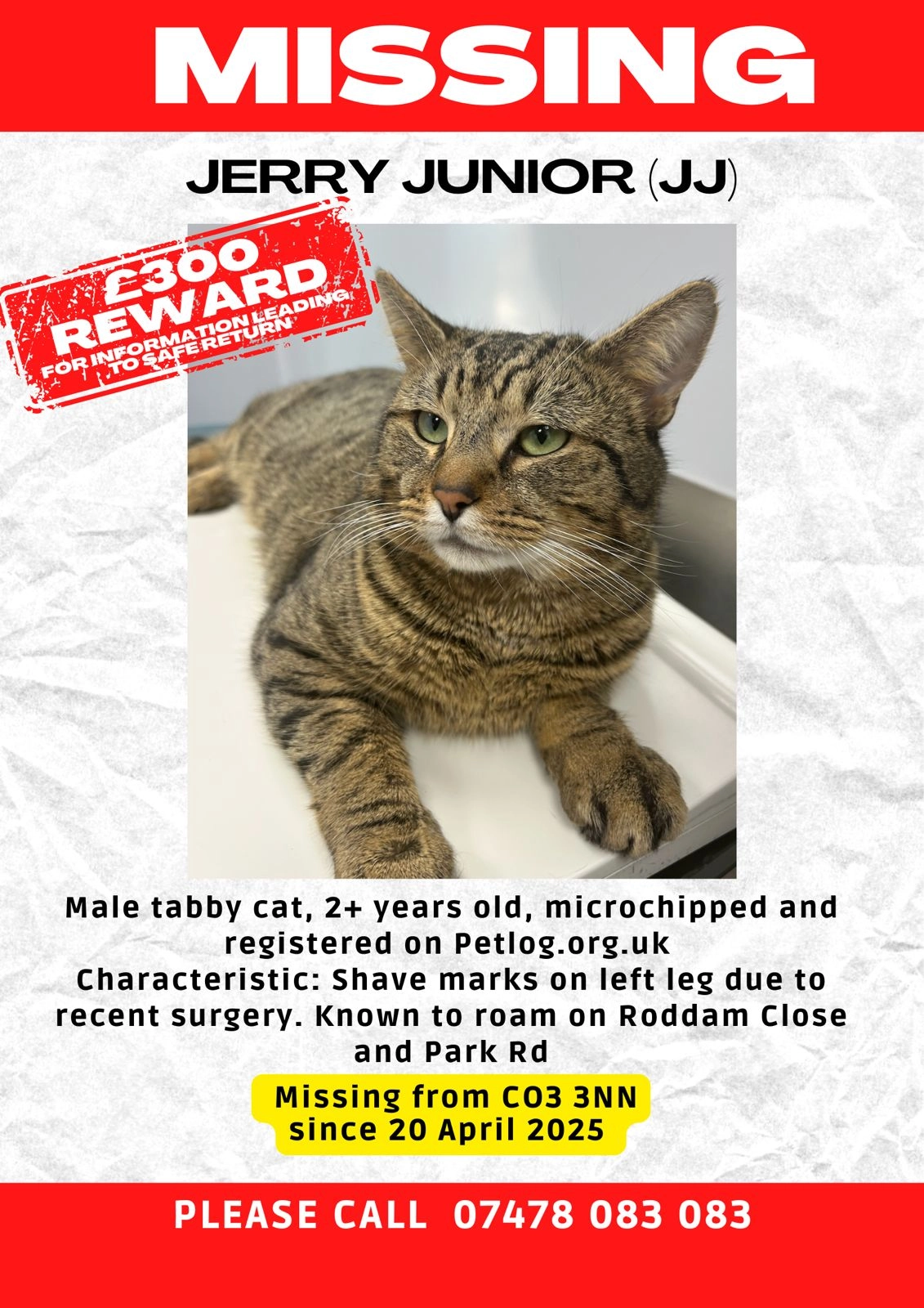 Jerry Junior (JJ) - Silvanus Close, Colchester