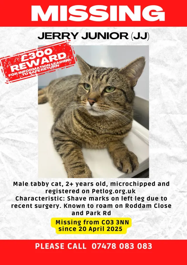 Jerry Junior (JJ) - Silvanus Close, Colchester