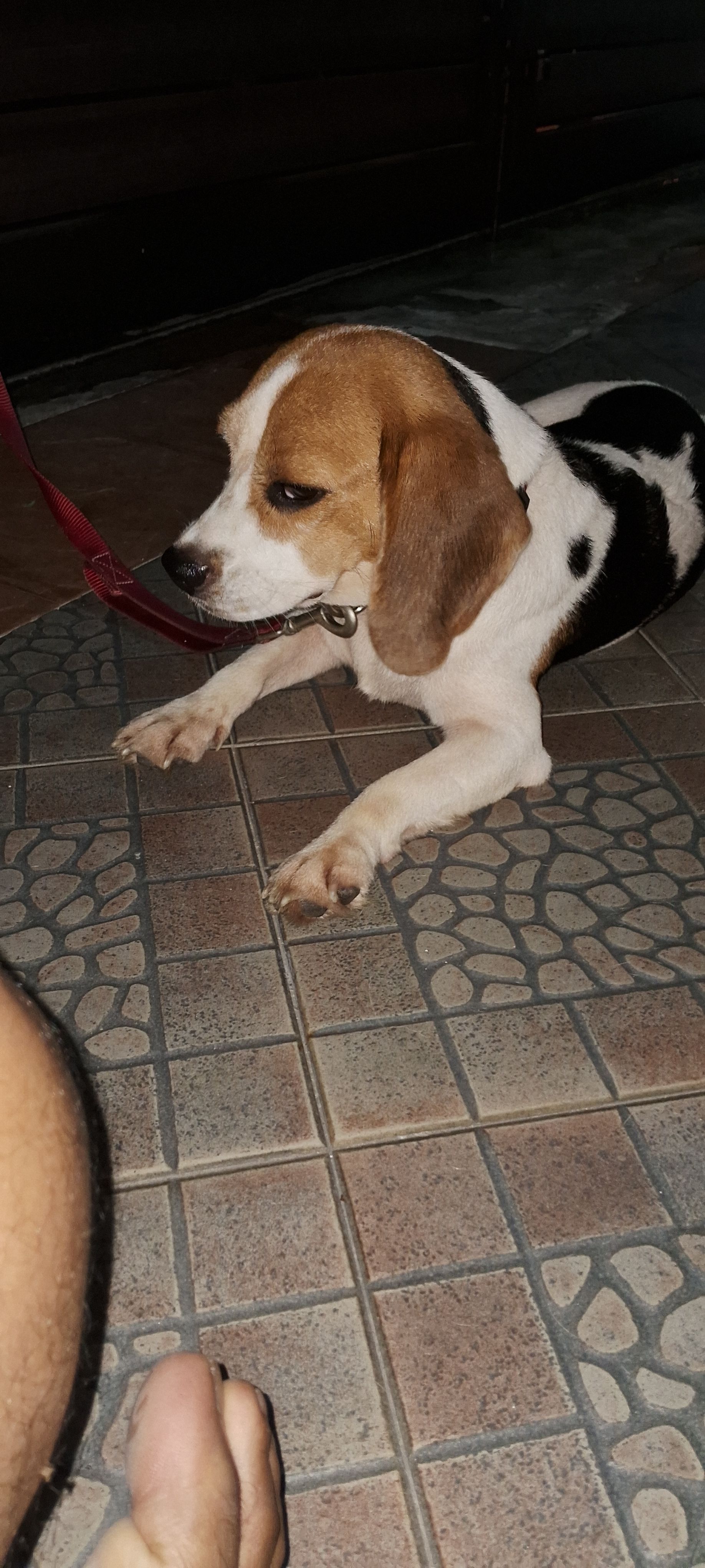 Charley - PT2278, PUSAT PERDAGANGAN GEMAS,  OFF JALAN BATU ANAM,  GEMAS, 73400, N.S, Gemas