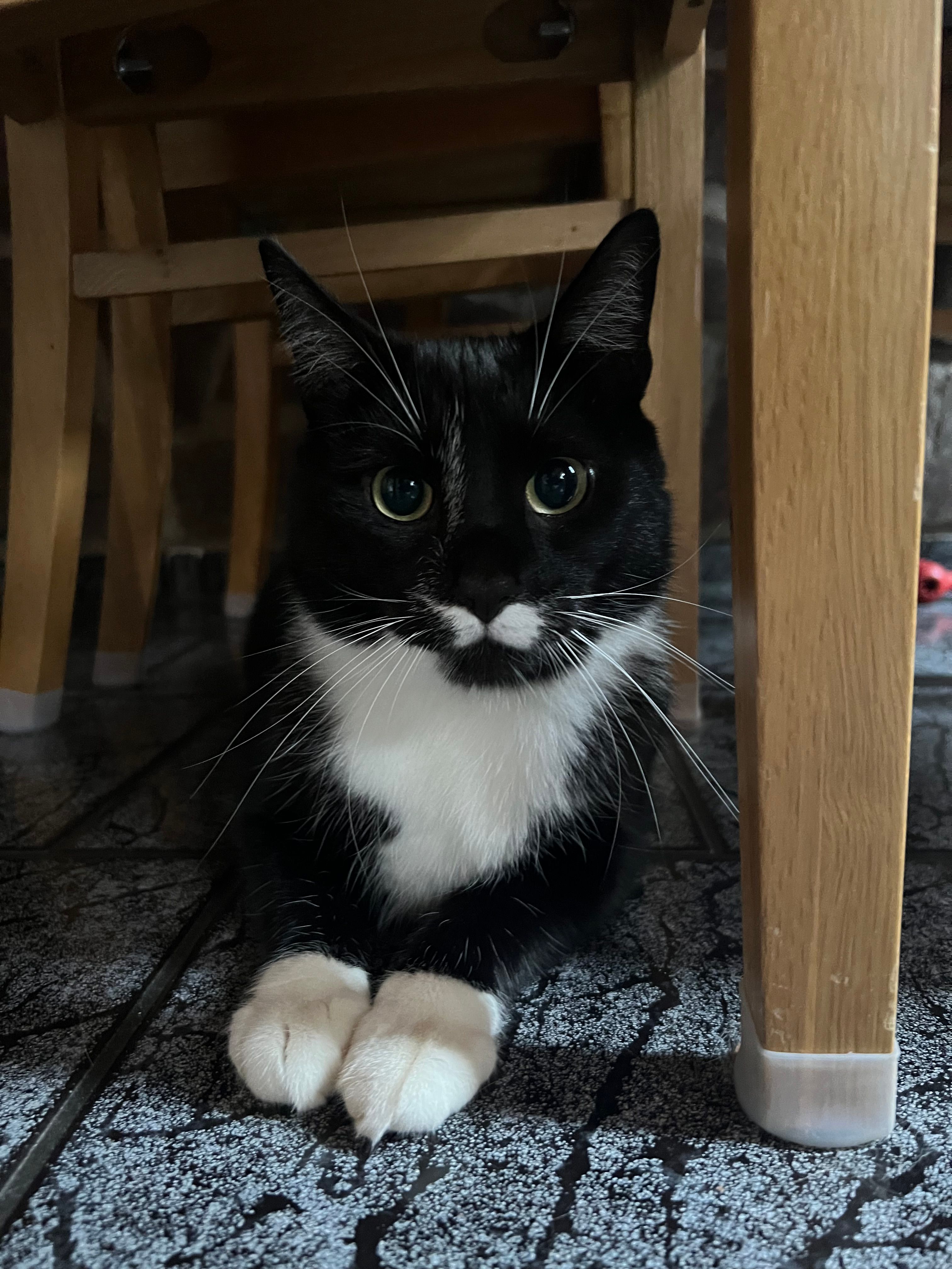 Damon  - Karl-Marx-Straße, Schönebeck