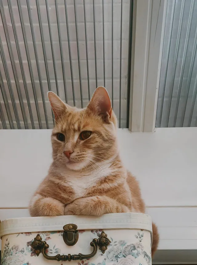 Simba - ST3 2, Stoke-on-Trent