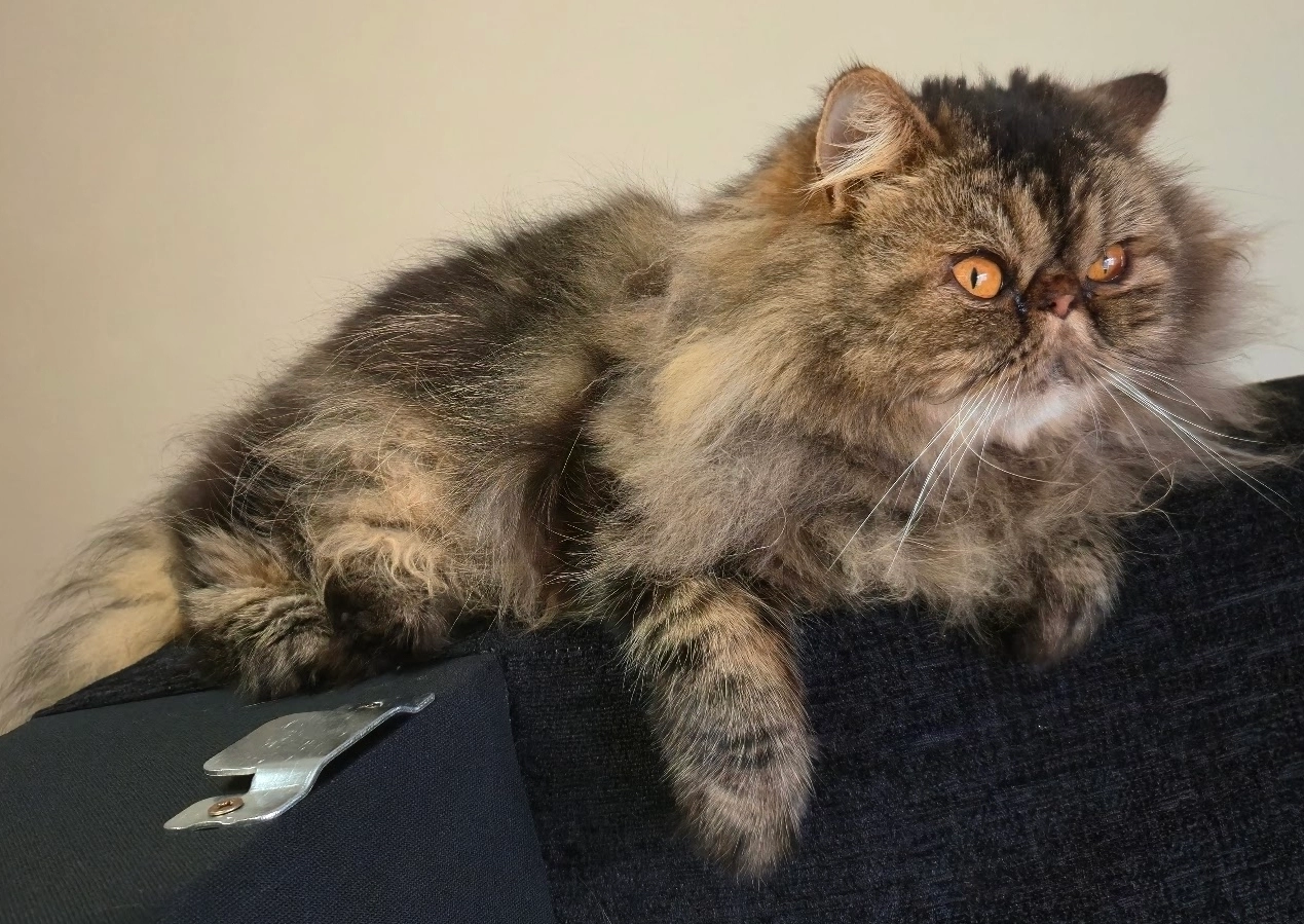 Bobu - Woodfoot Quadrant, Glasgow