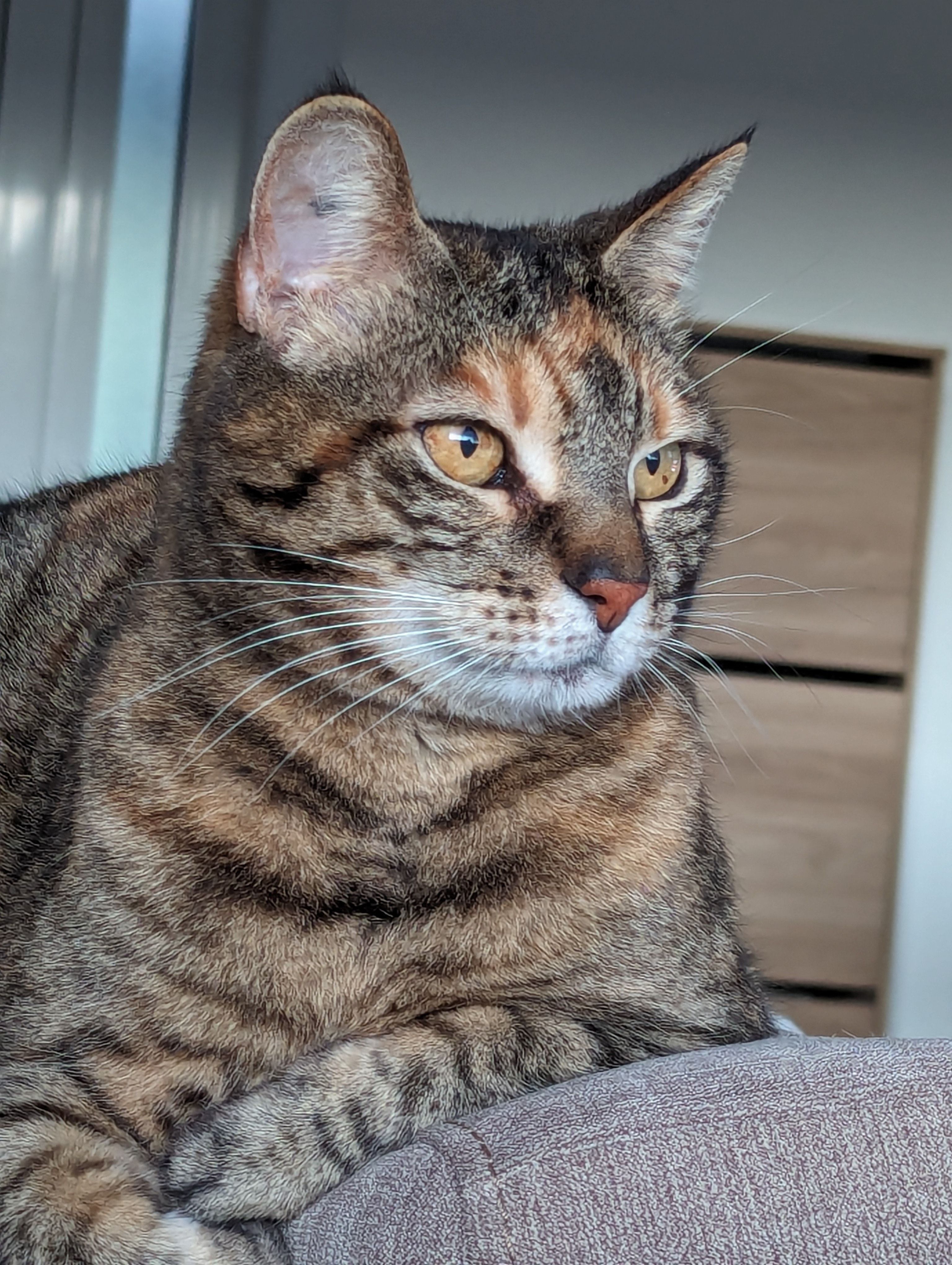 Naya - Kervel Izella, Plonévez-Porzay