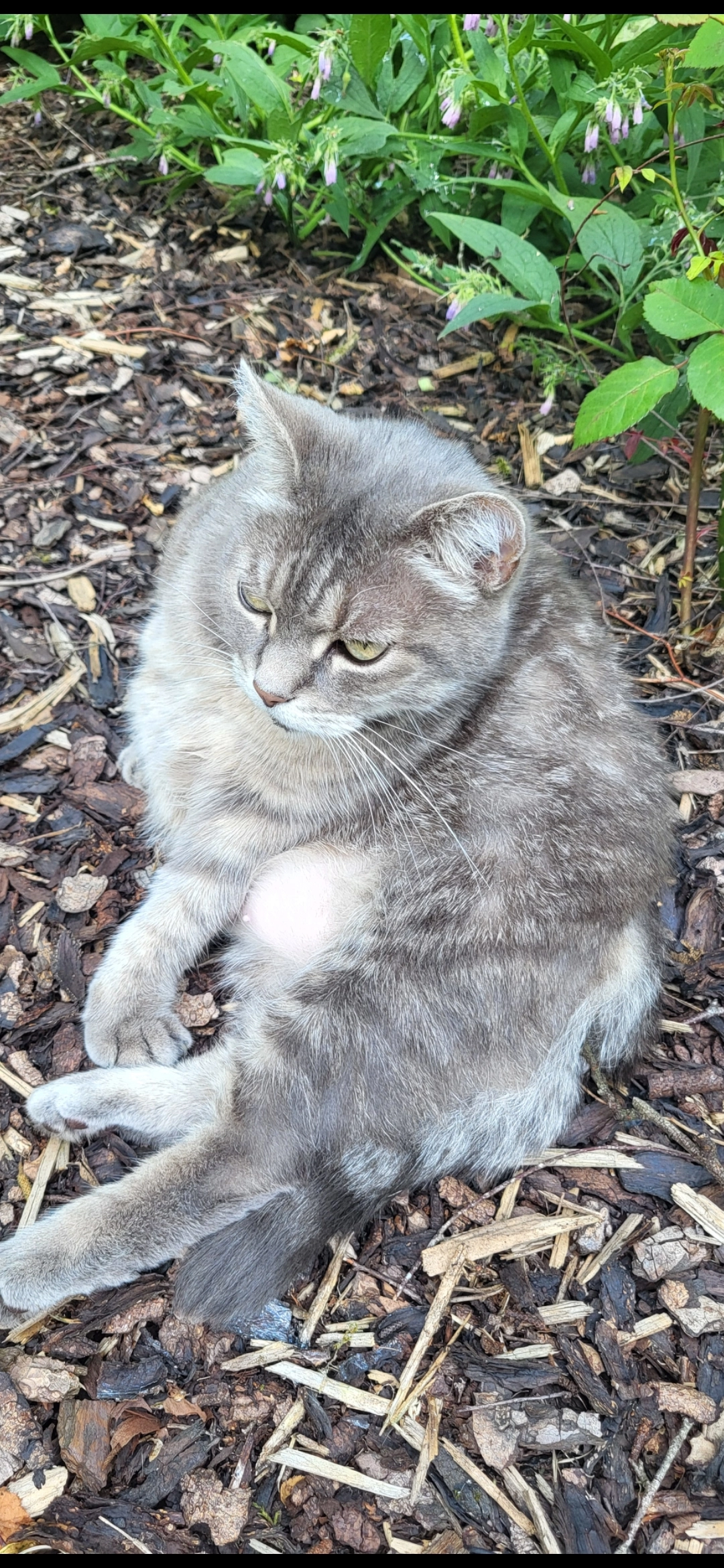 Freya - Chemin du Ruyff, Baelen