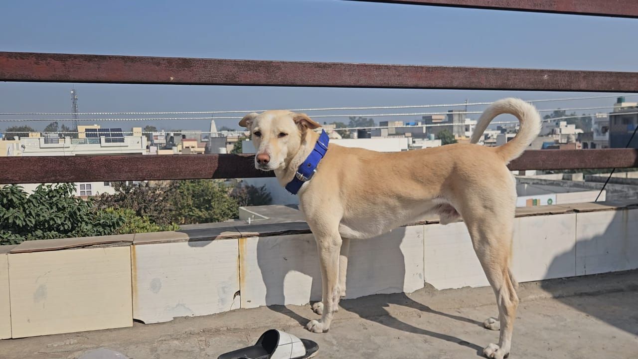 Oroo - Kaithal Bypass Road, Kaithal