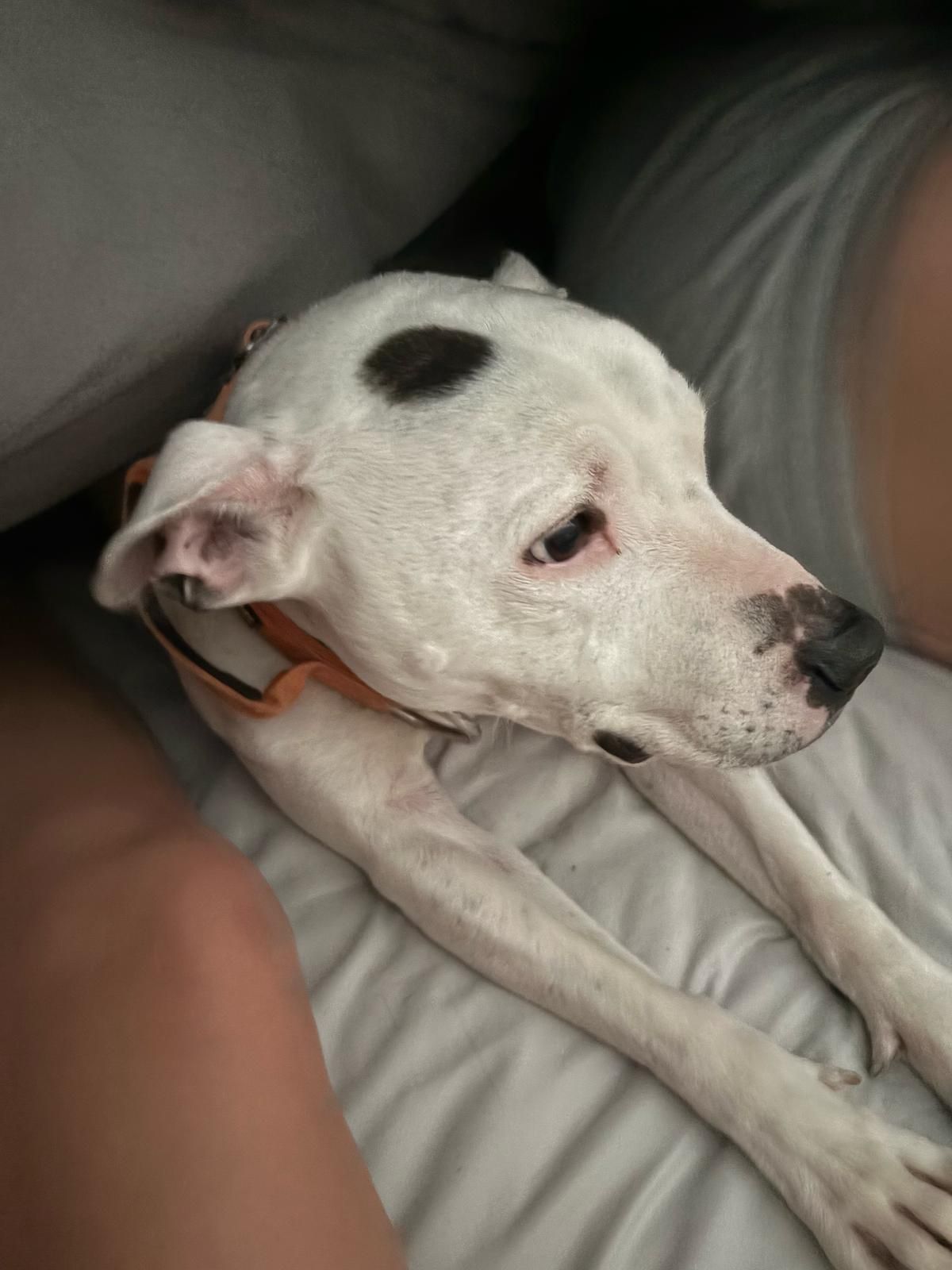 Milo - Torwood Gardens Road, Torquay