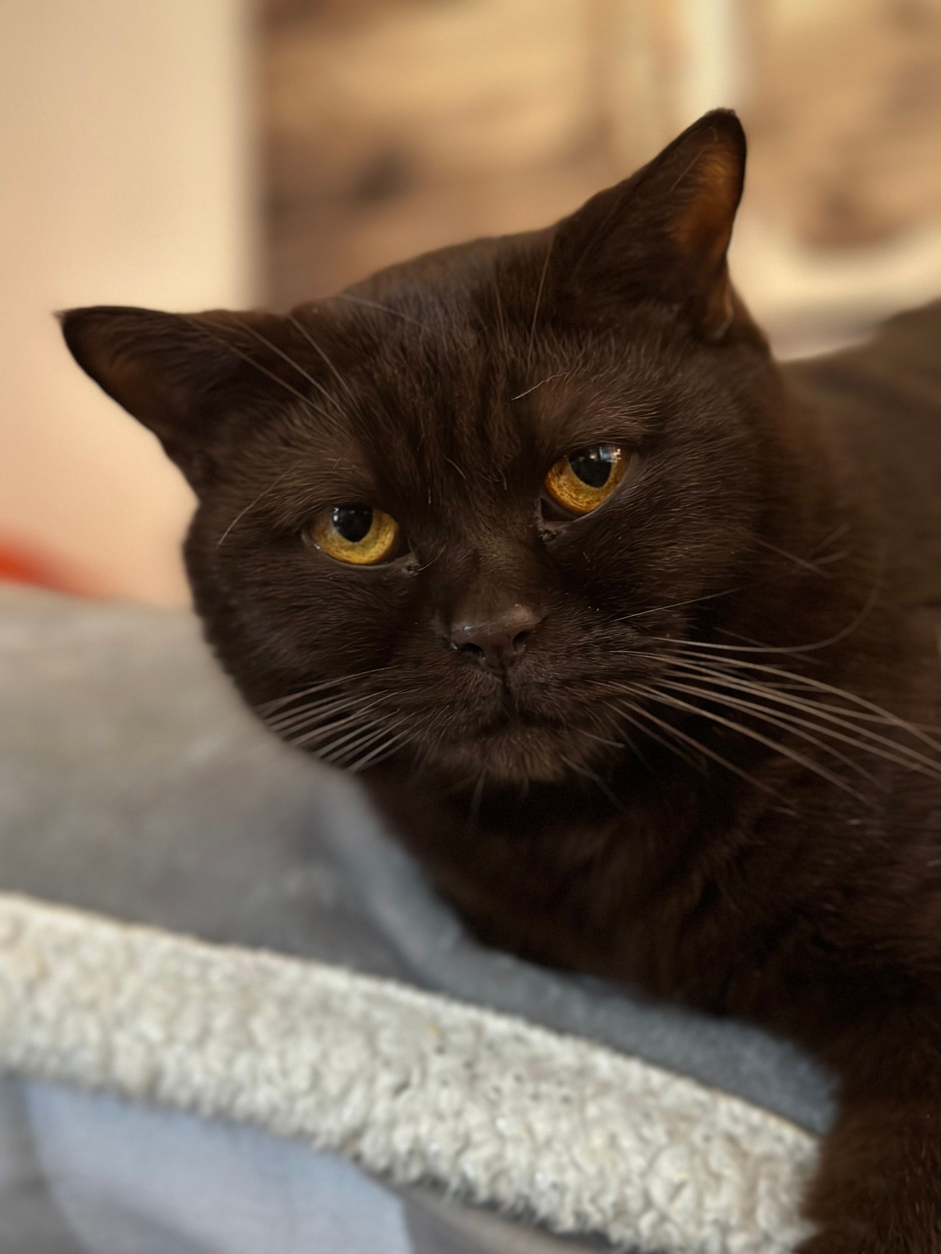 Buttons - Dunmow Road, Braintree