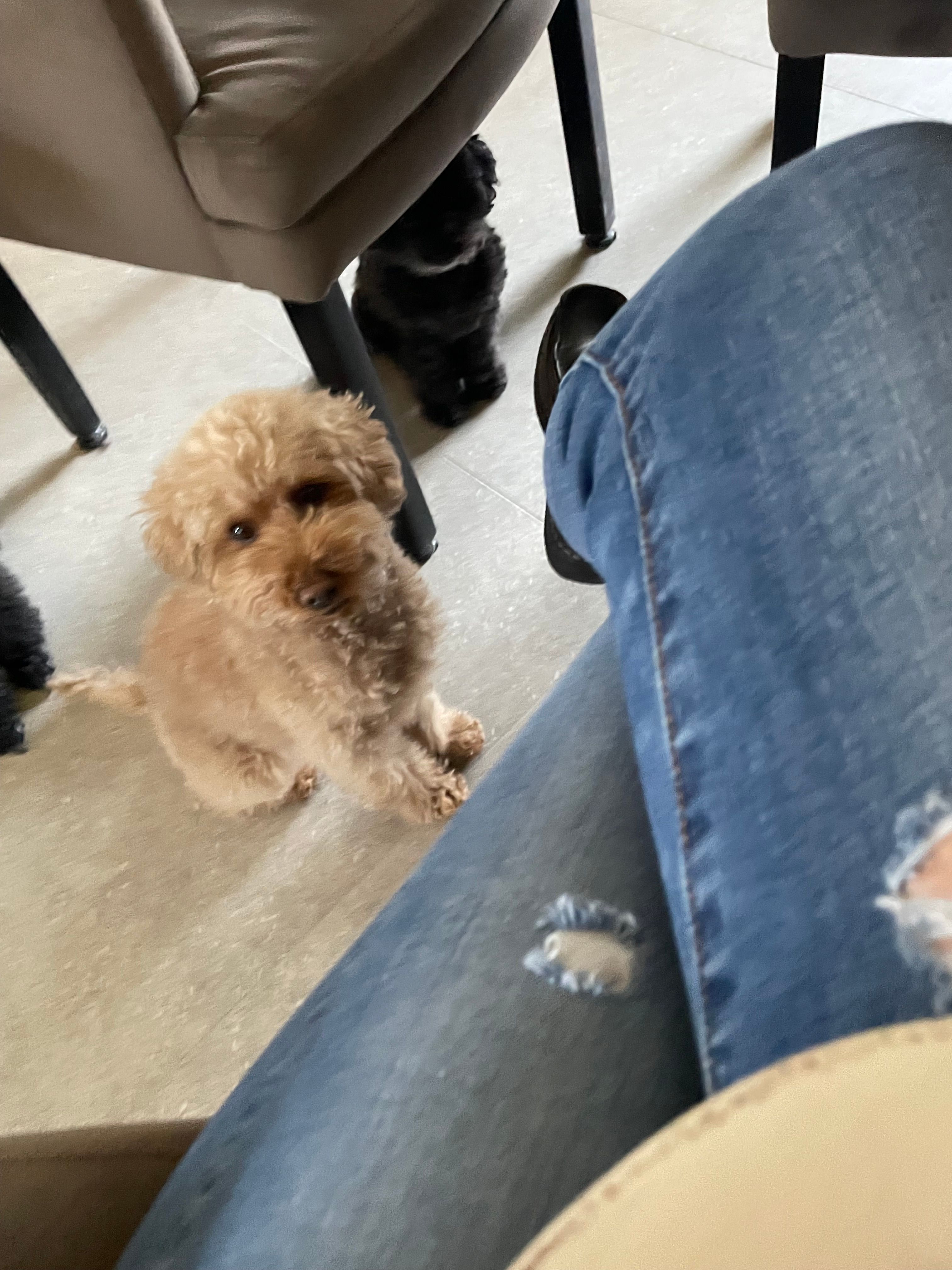 Bibi - Turfveldenstraat, Eindhoven