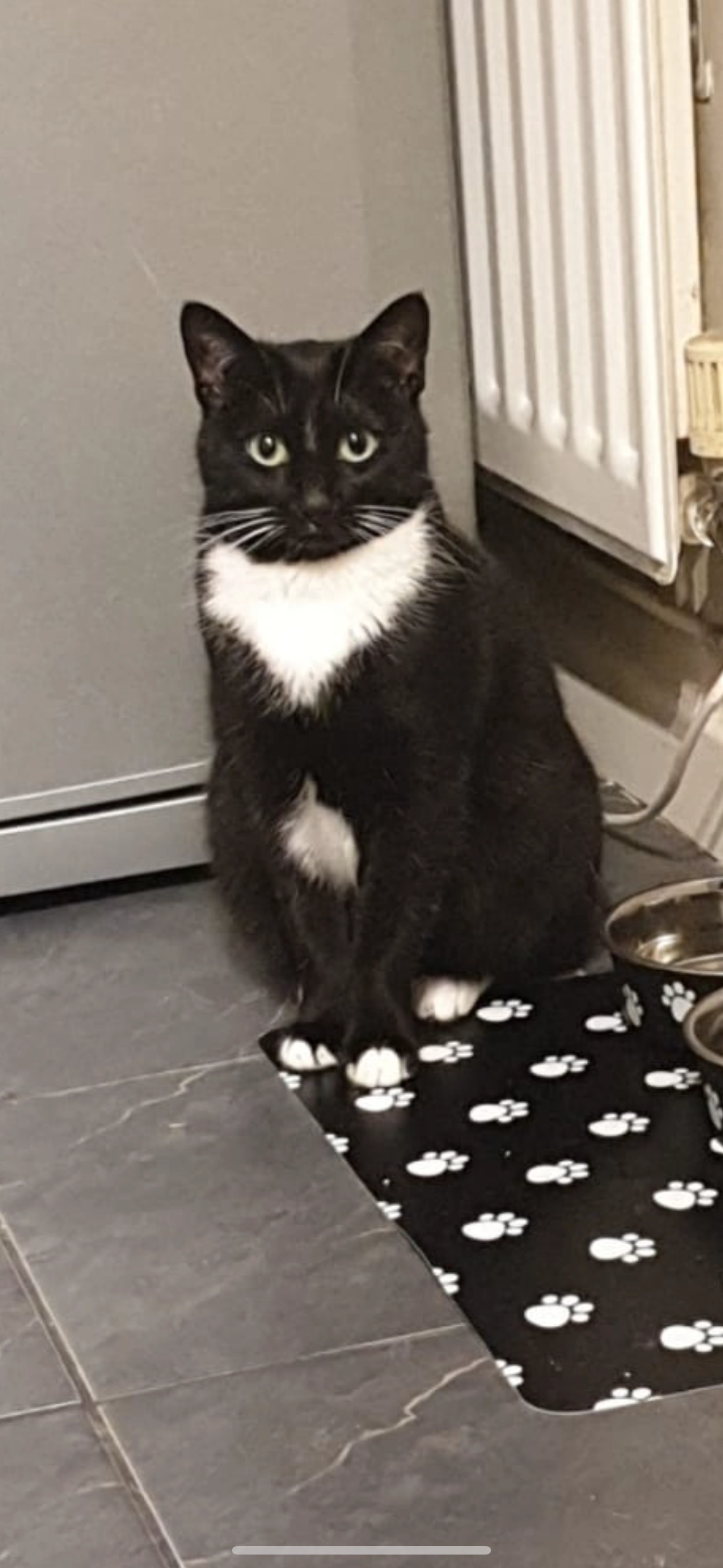 Socks  - Winllan Avenue, Llandudno