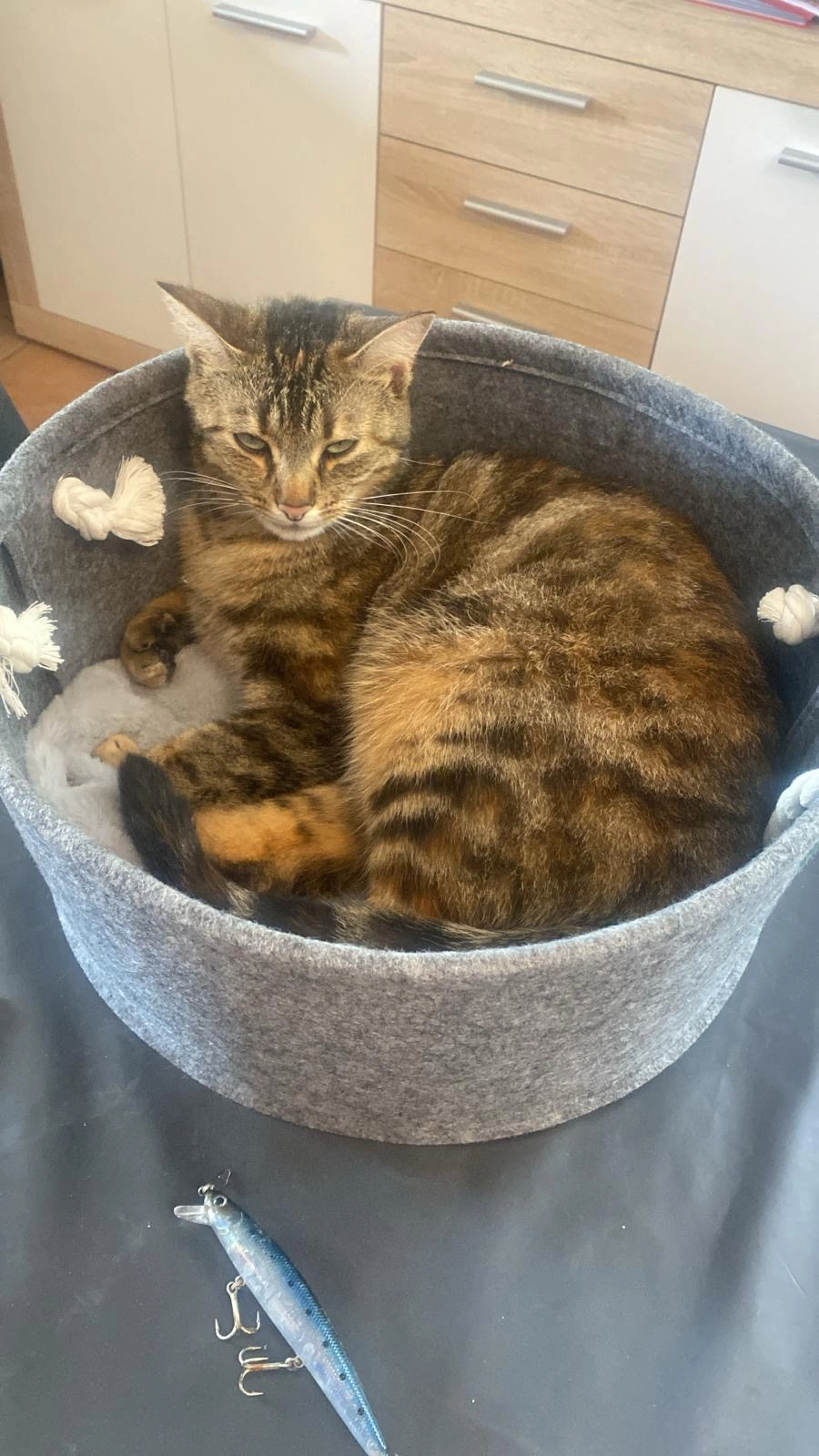 Nala - 42 Rue de la Croix Thomas, Miniac-Morvan