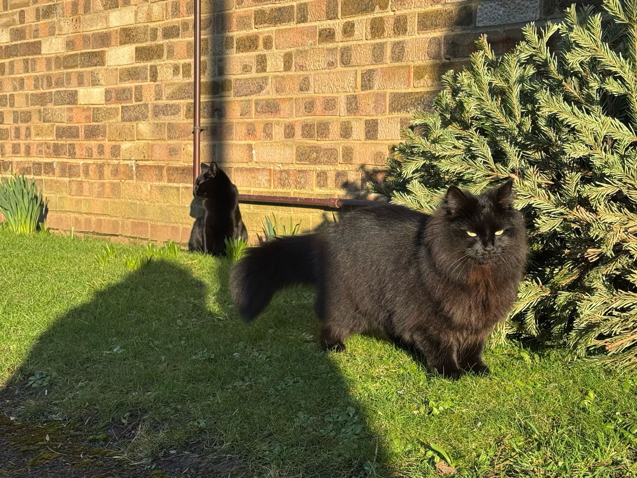 Sasha - Spruce Walk, Lee-on-the-Solent