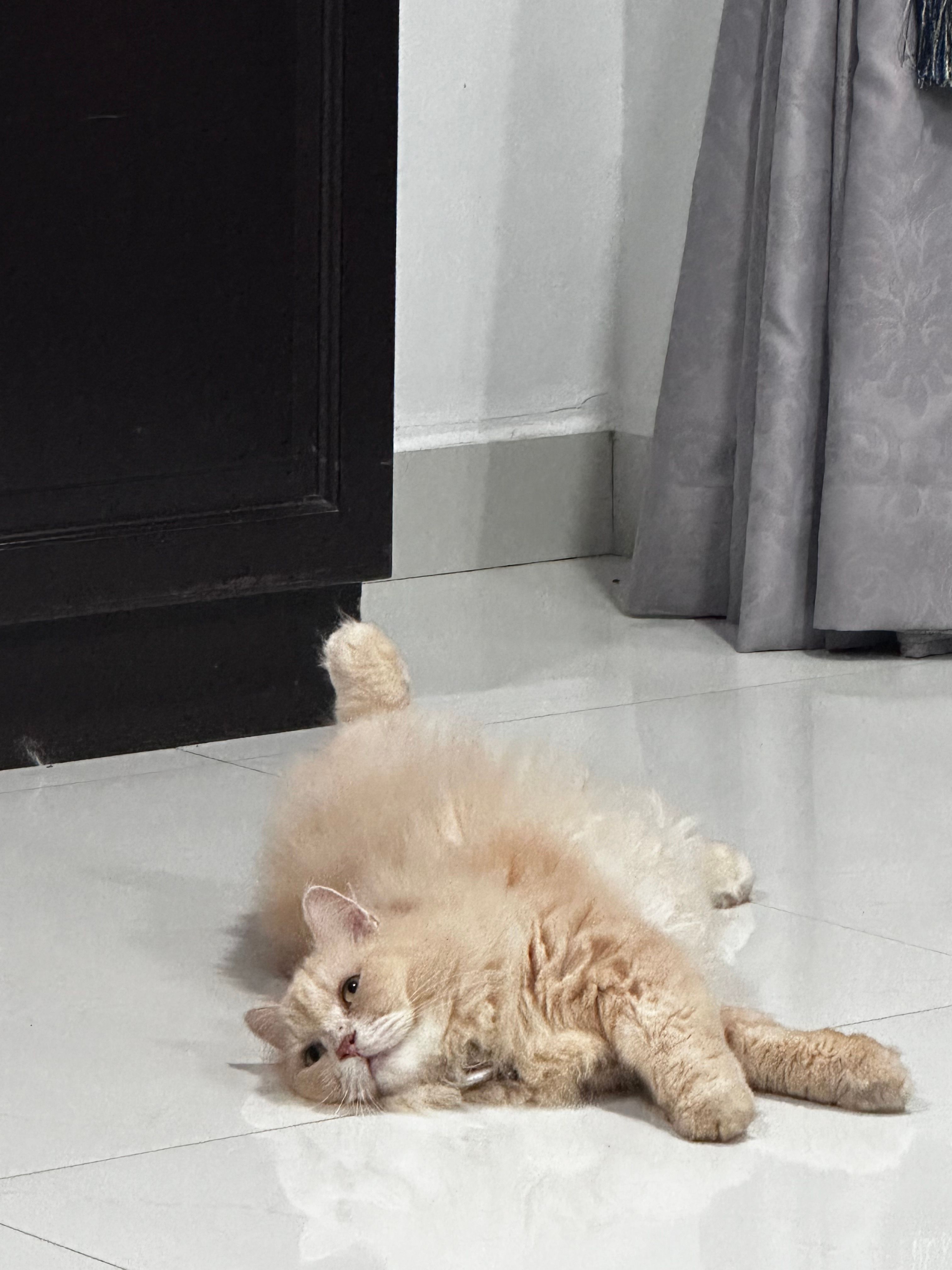 Lesly - 81300, Johor Bahru