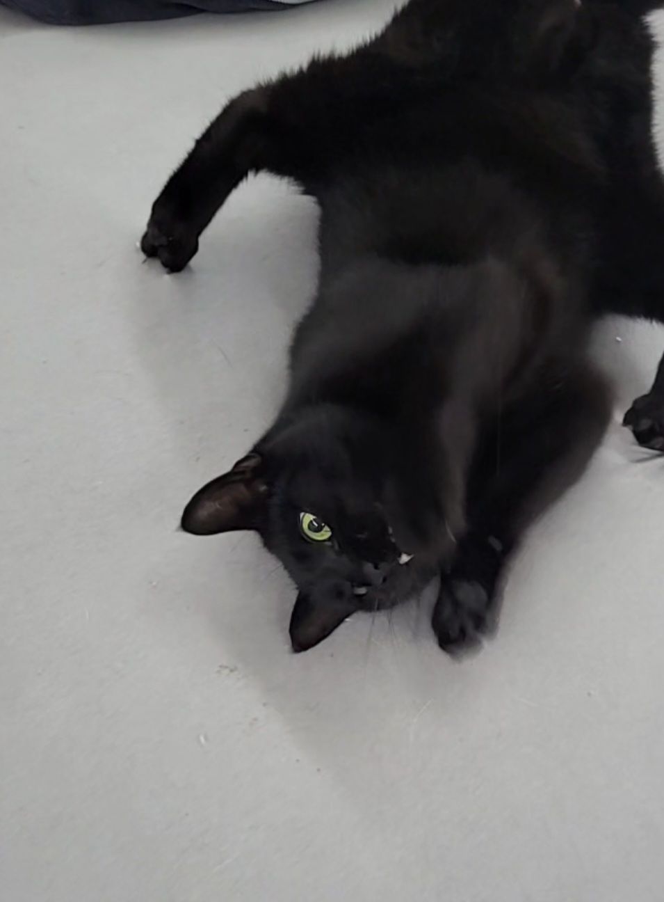 Max - Am Rehtor, Michelstadt