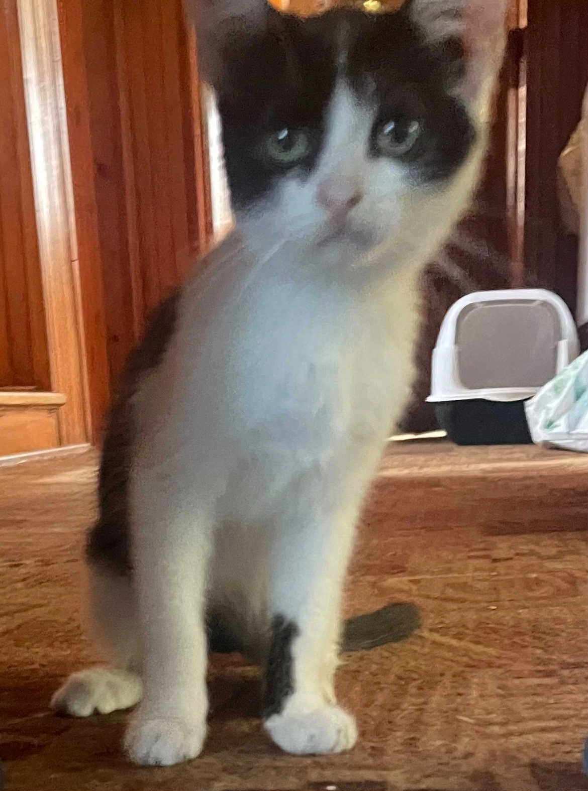 Micek - Kamionka 21, Kamionka