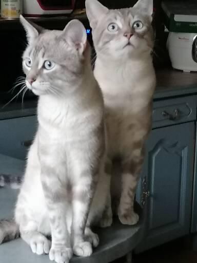 Osso - Route D'archettes, Jarménil