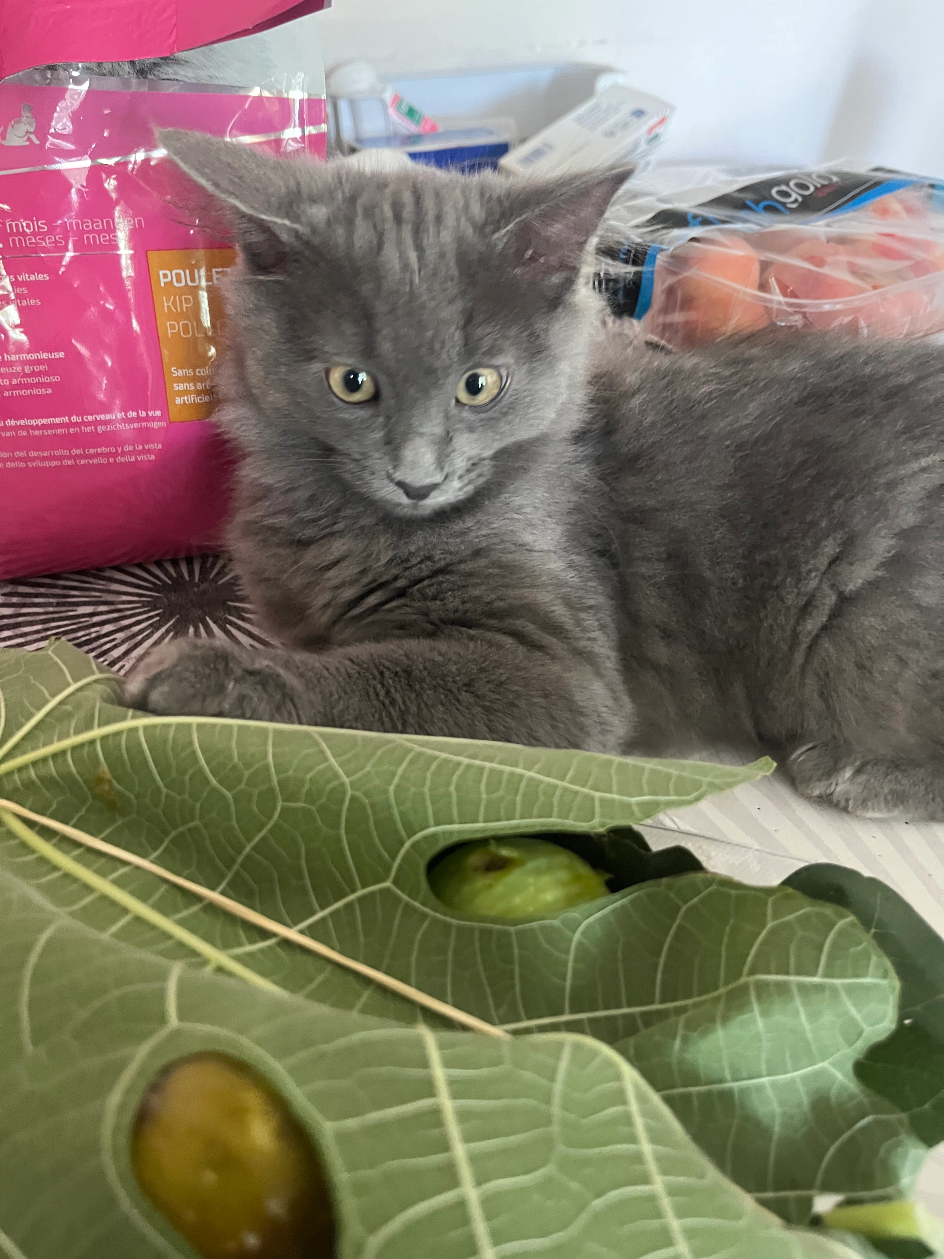 Myrtille  - 1113 Chemin des Plaines, Aix-en-Provence