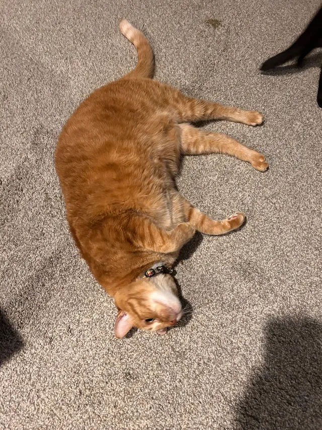 Tigger - 57323 Plymouth Rd, Washington