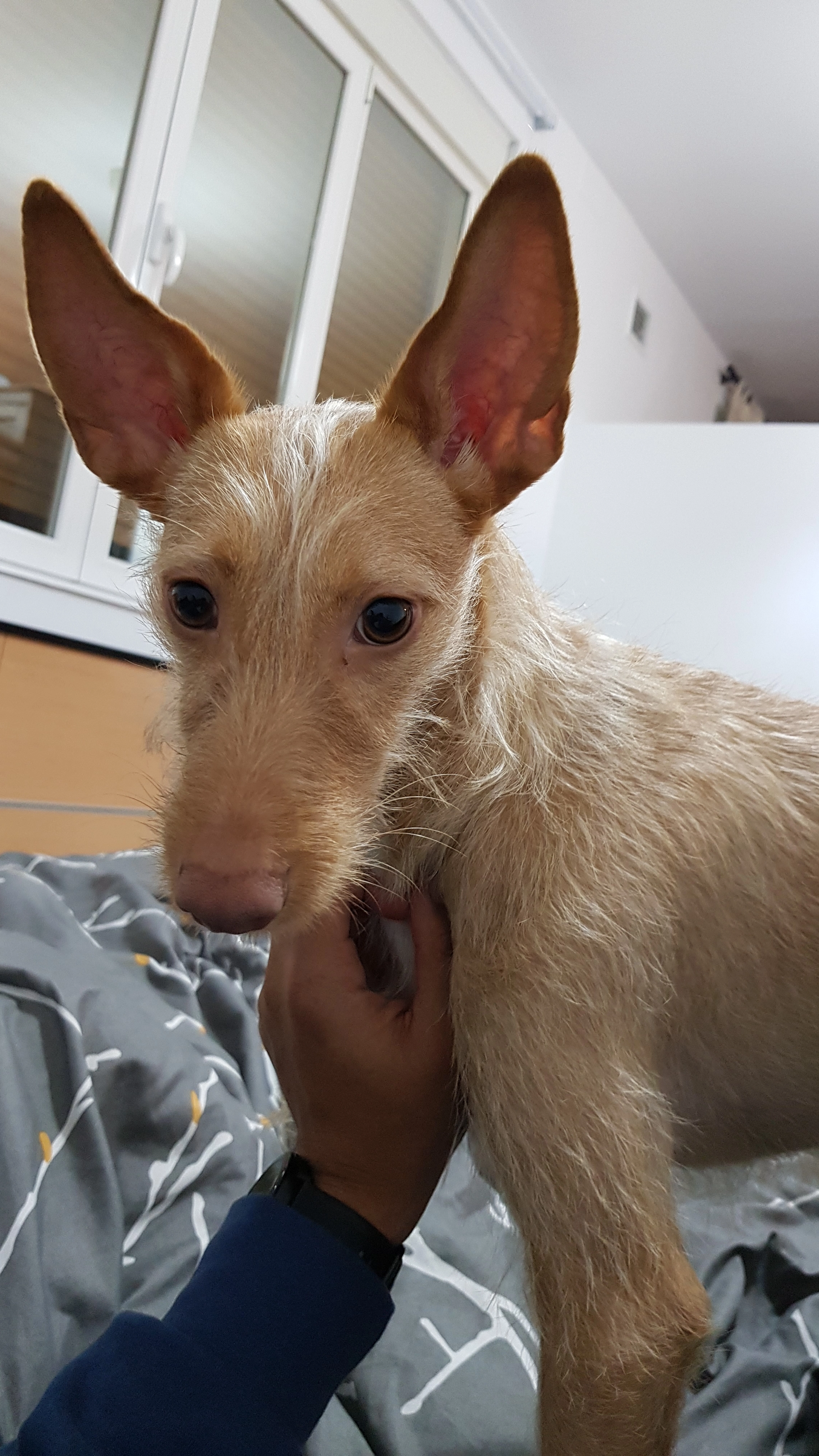 Forrest - Calle De Emilio Ferrari, Madrid