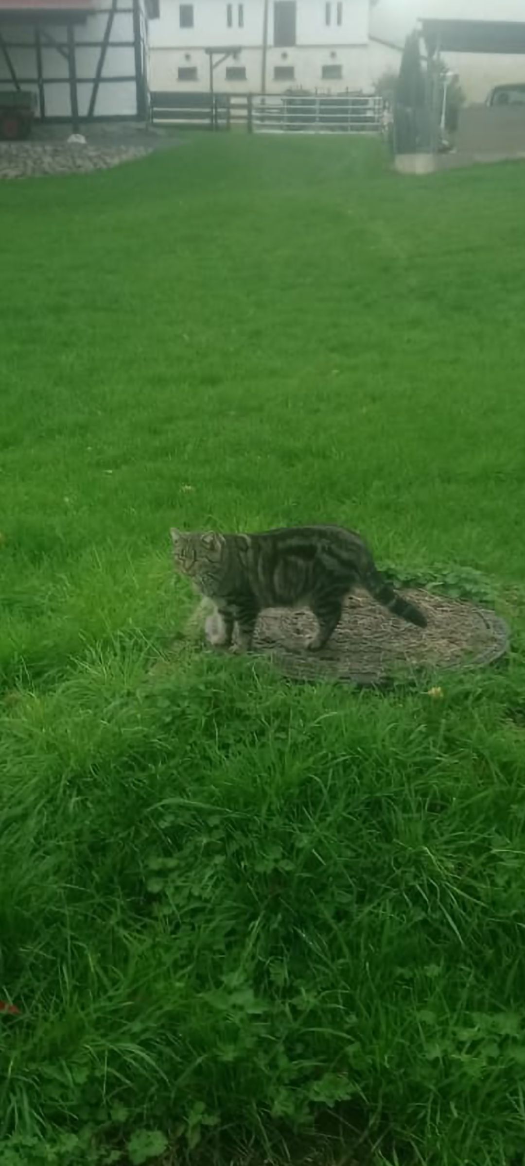 Felix - Rositzer Straße, Meuselwitz