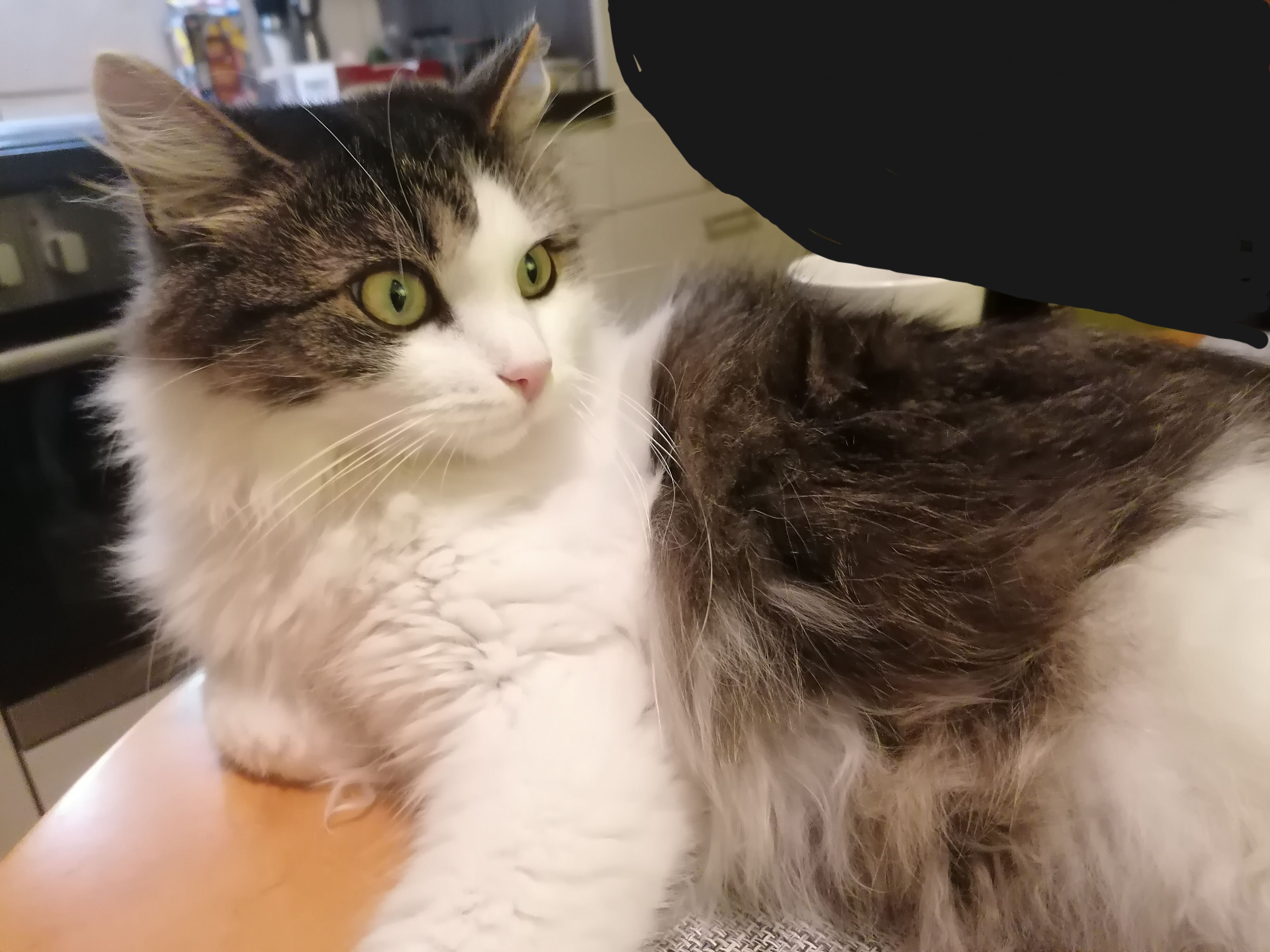 Sammy - Augustusburger Straße, Chemnitz