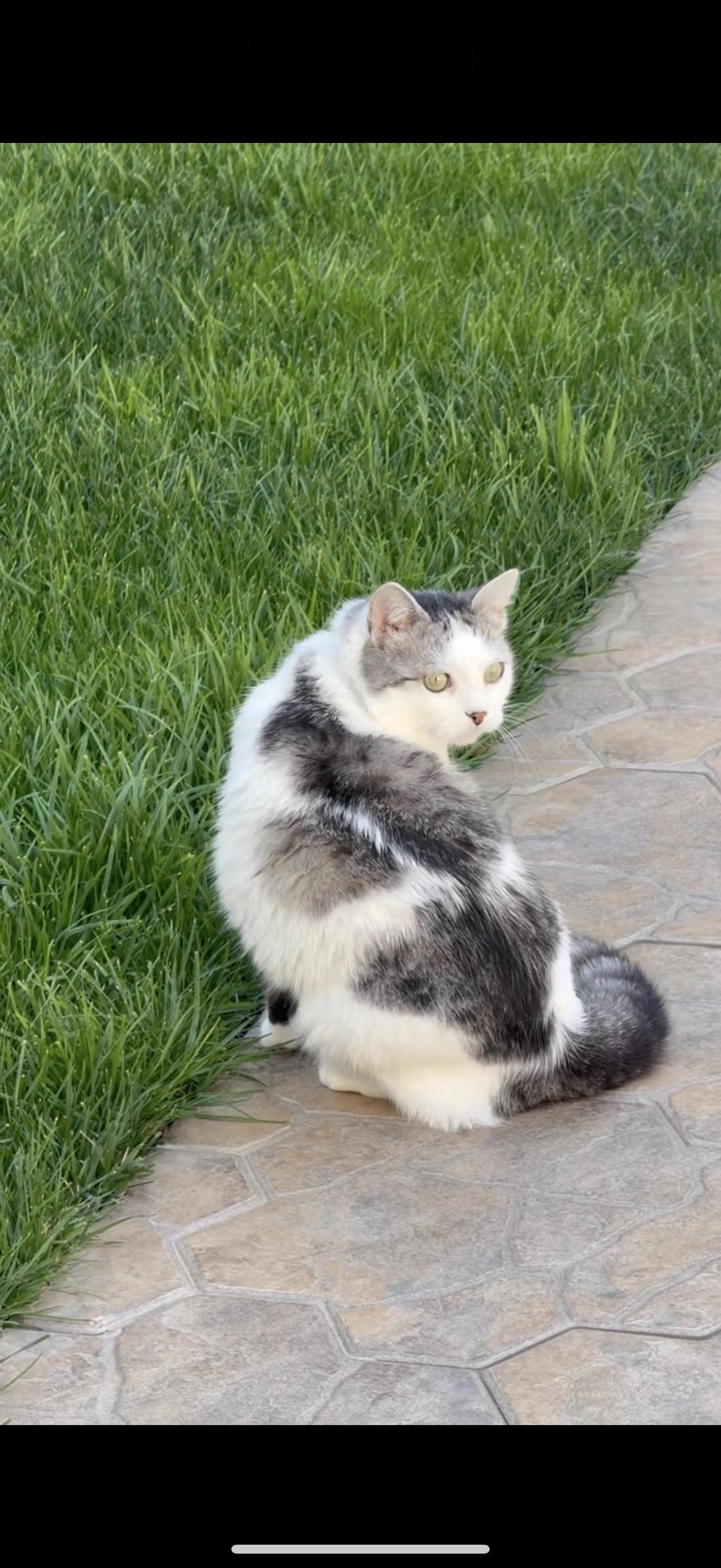Bonya - Stradela Nucarilor, Chișinău