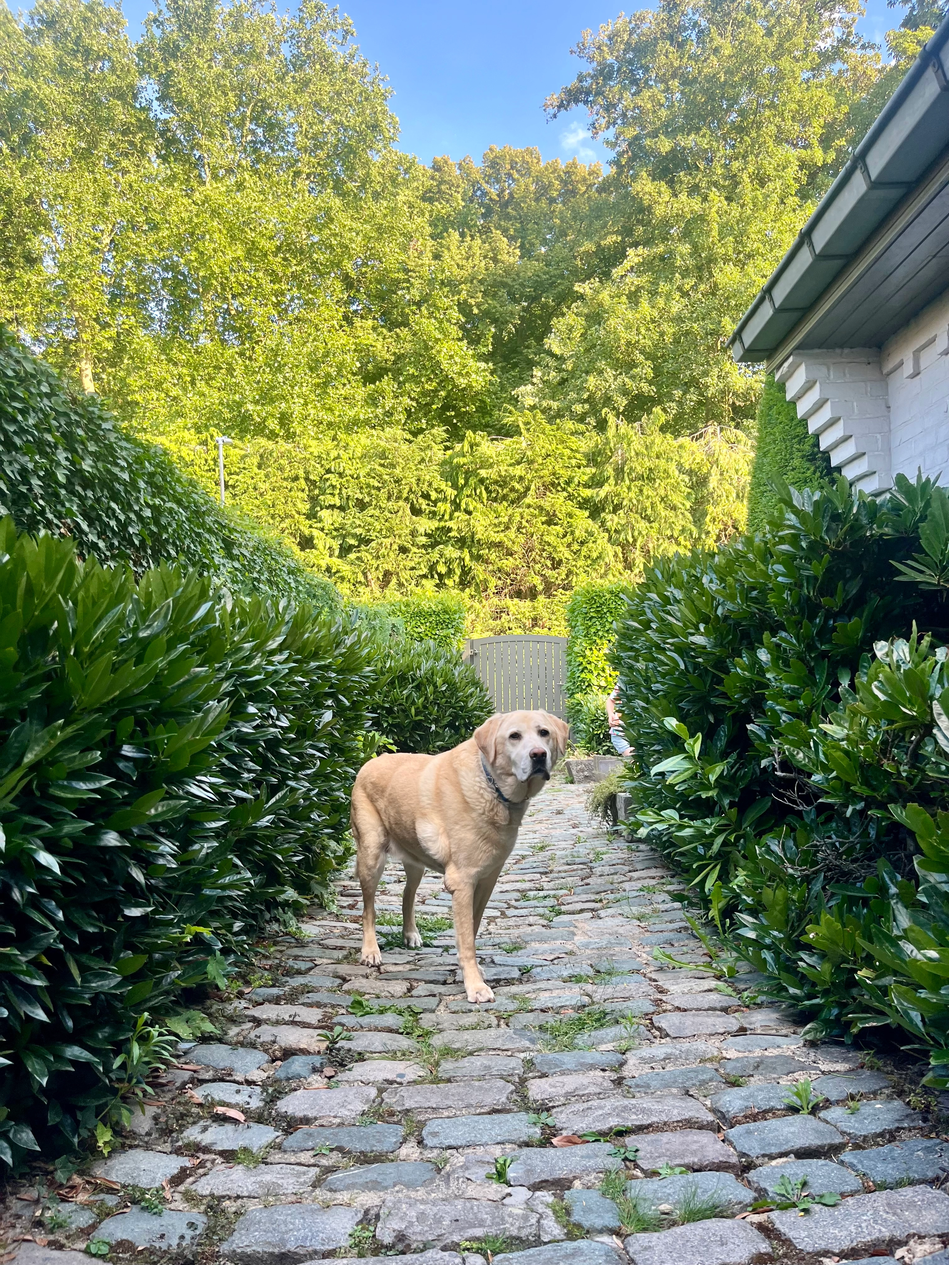 boomer - Rue du Ruisseau, Wezembeek-Oppem