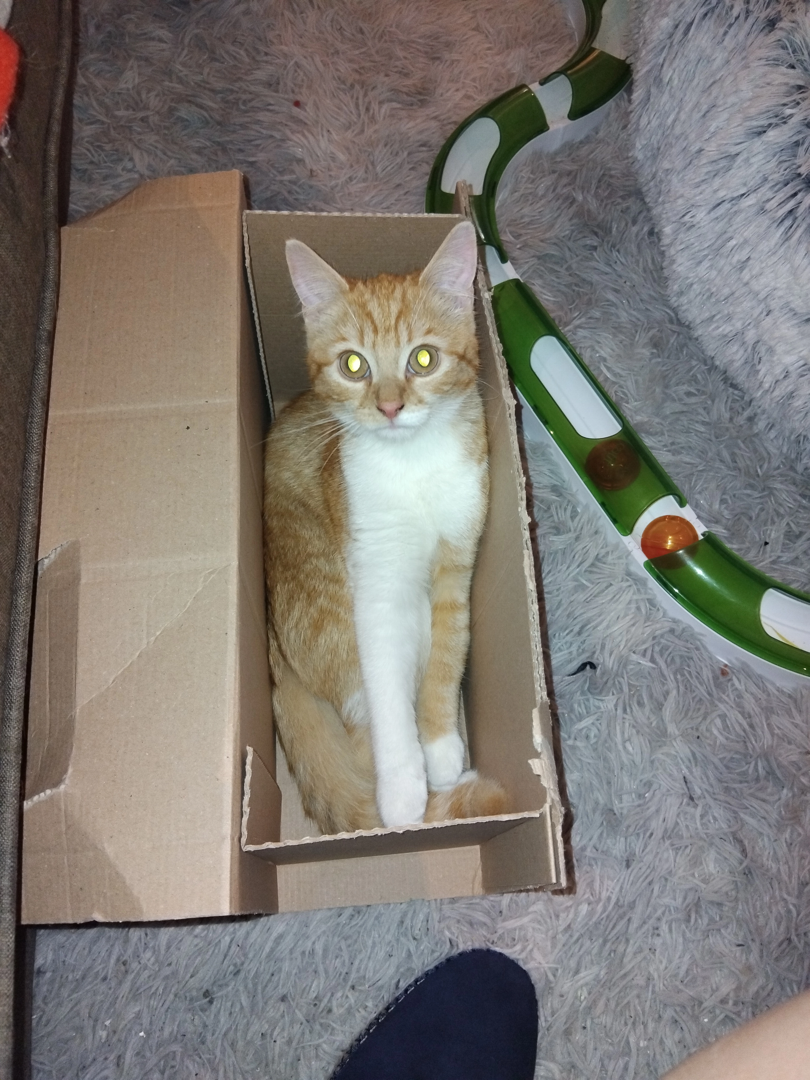 Woef - Schijfstraat 95, Mechelen