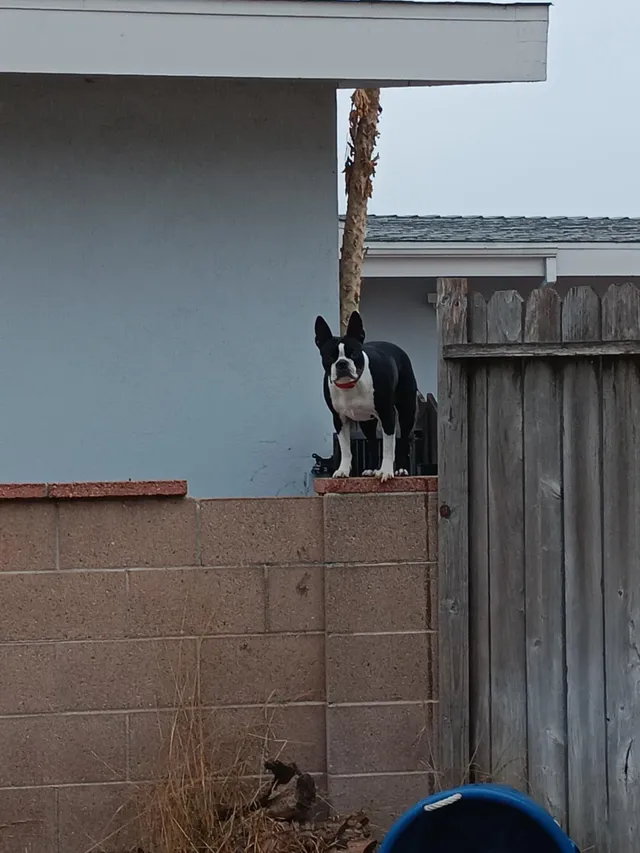 Pancho - Chapman Street, Los Angeles