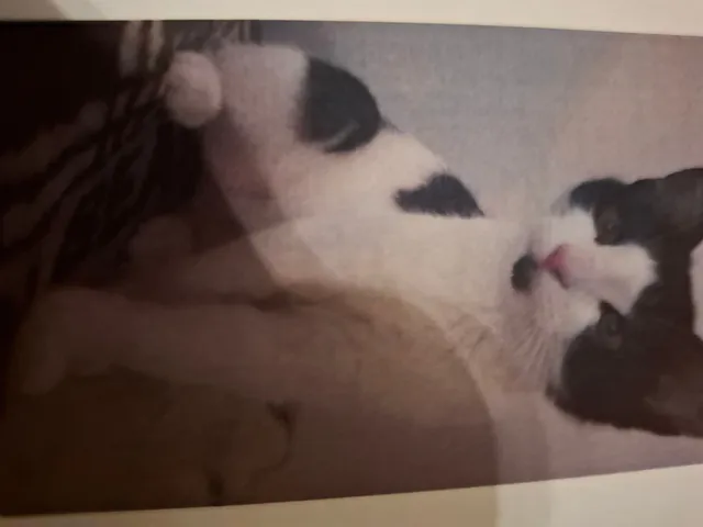Missing Cat - Rudolf Hans Bartsch Gasse, Leibnitz
